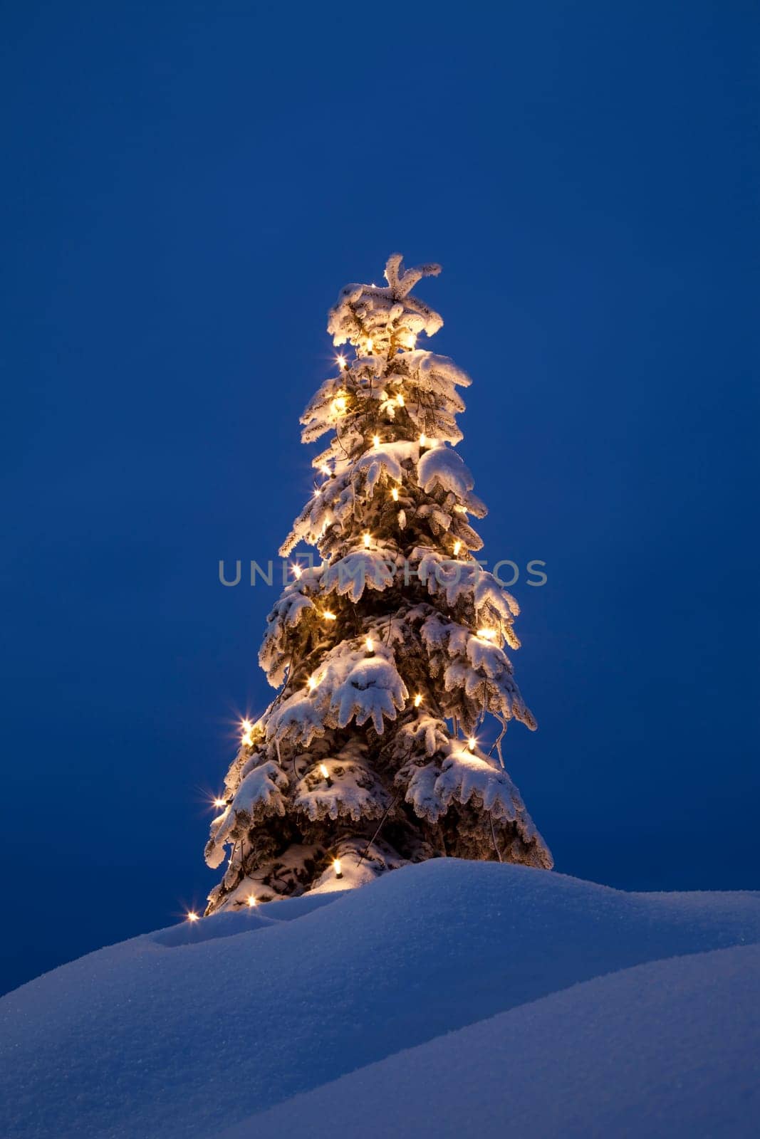 Christmas tree in the snow / winter