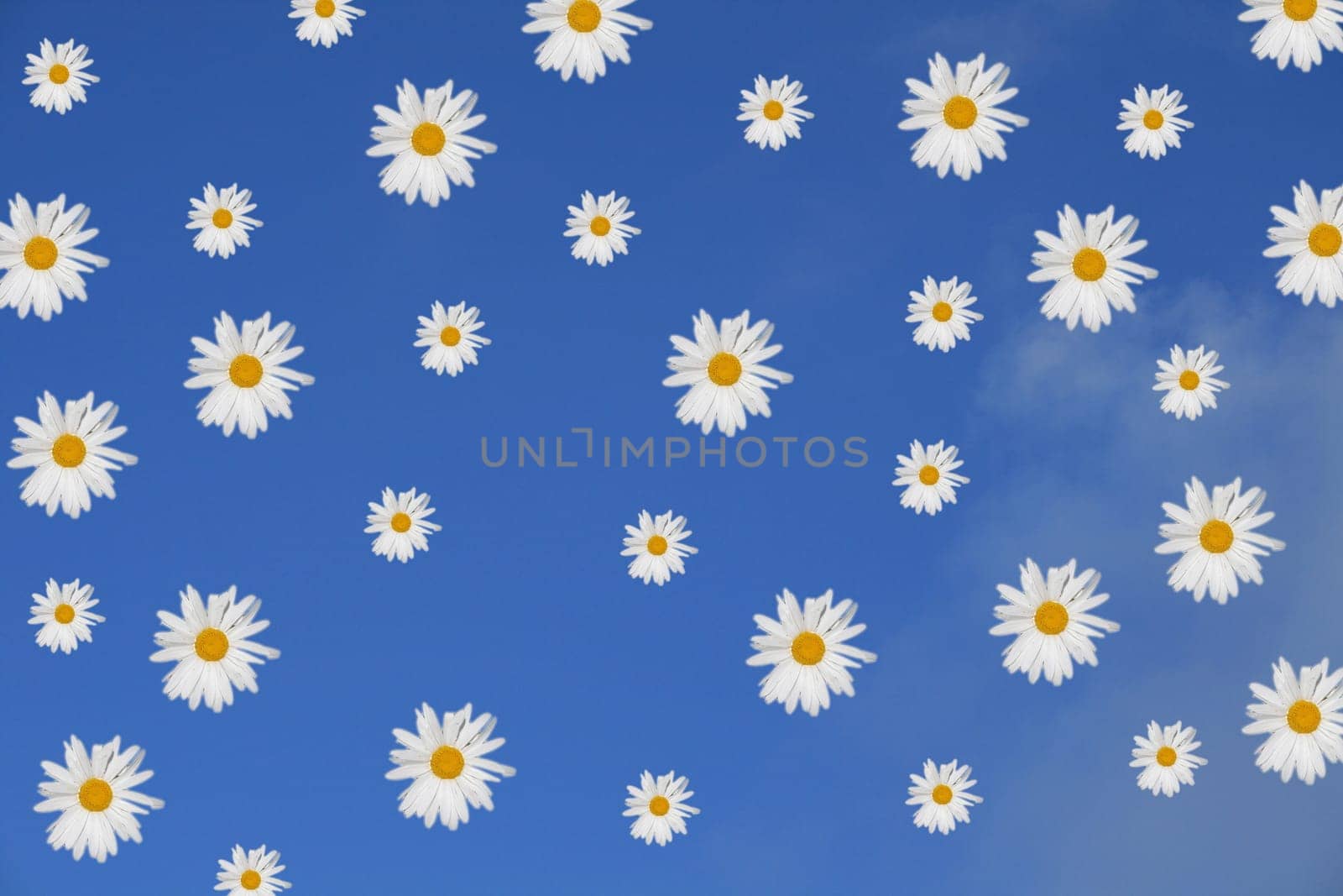Sky with flowers