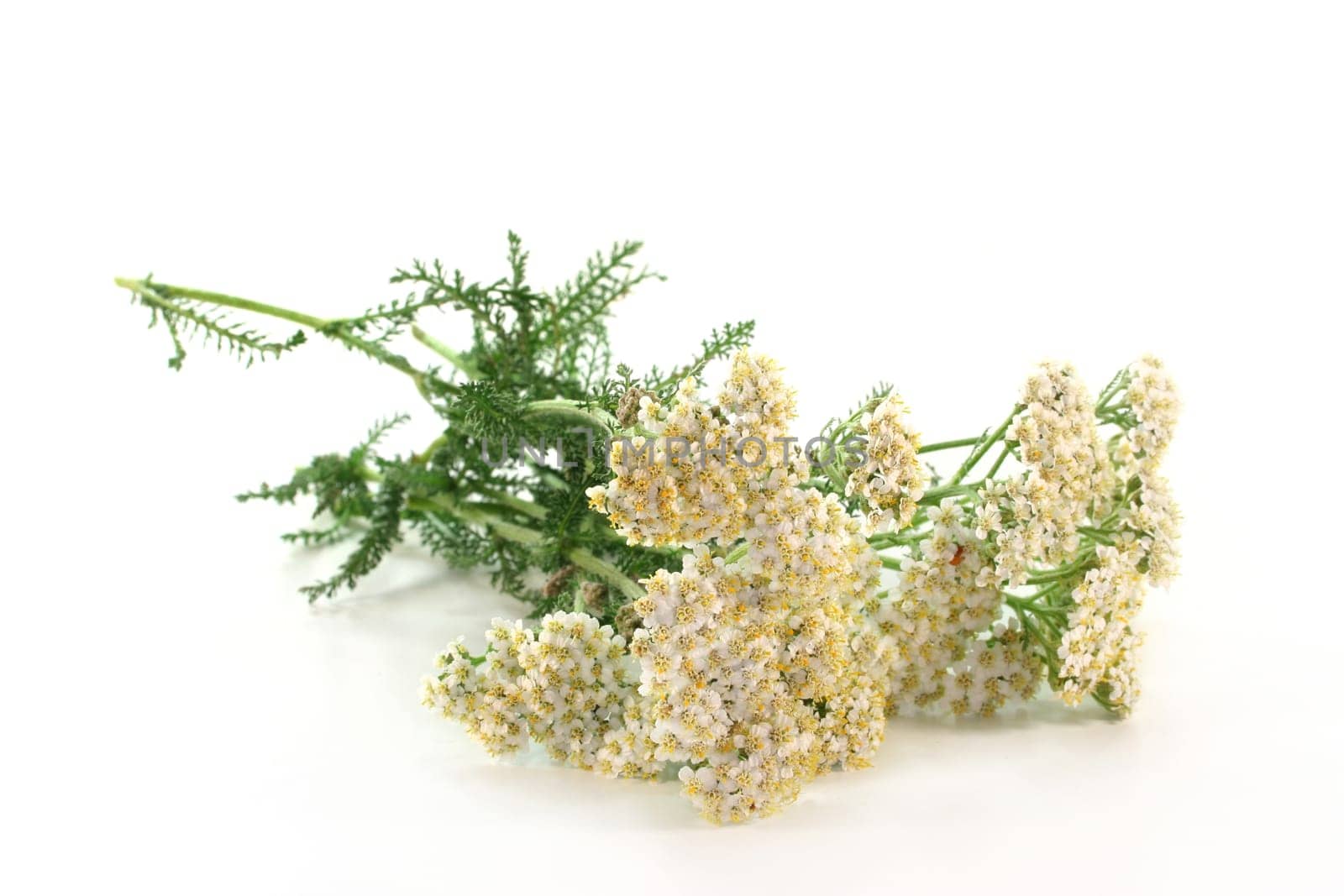 fresh twigs yarrow against white background
