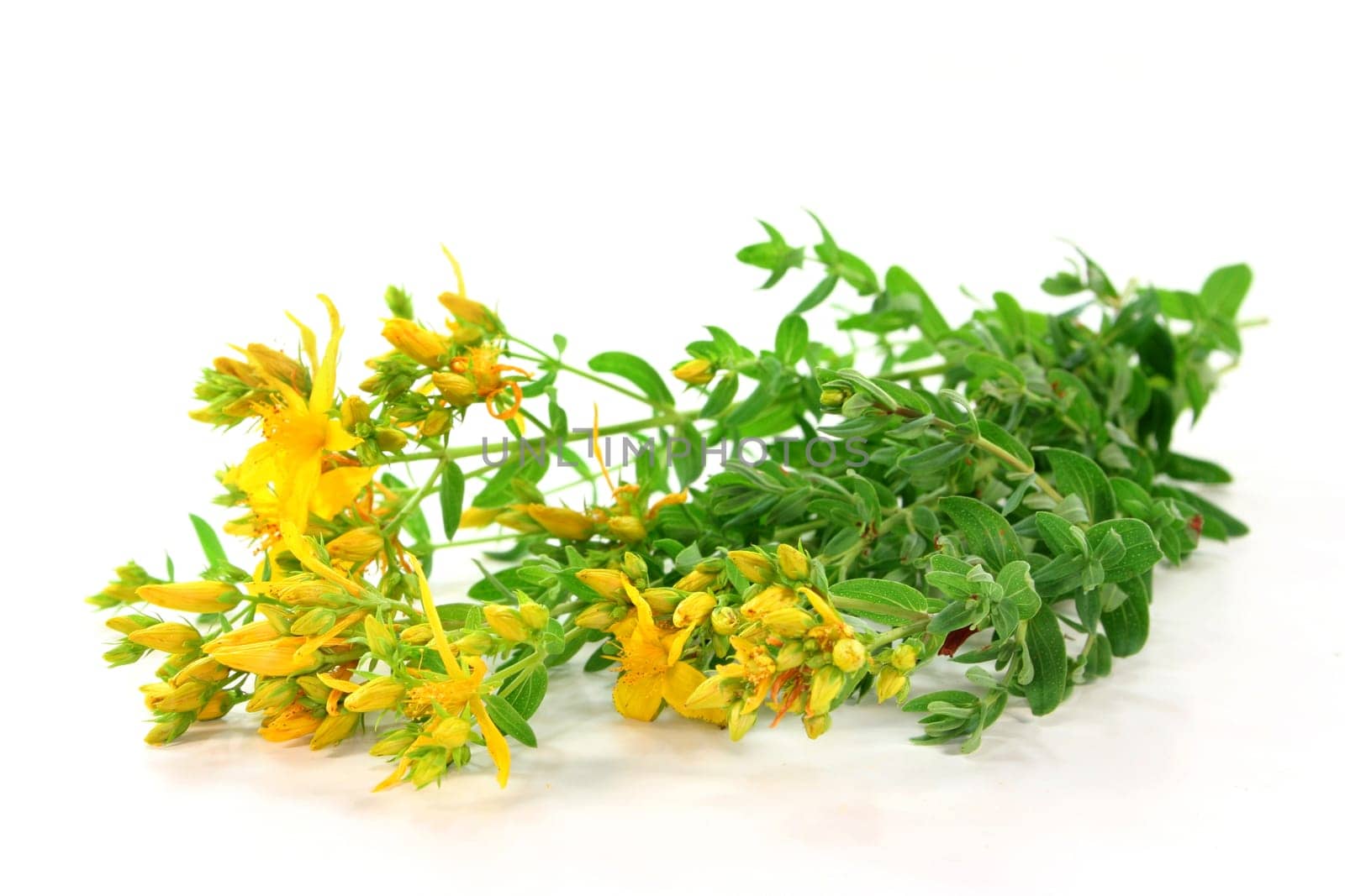 Fresh twigs of St. John's wort against white background