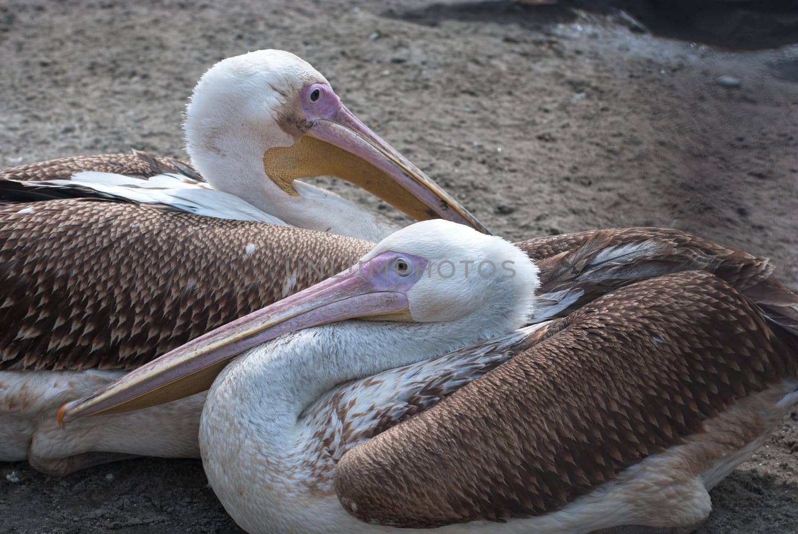 Photo of great white pelicans closeup - Pelecanus onocrotalus