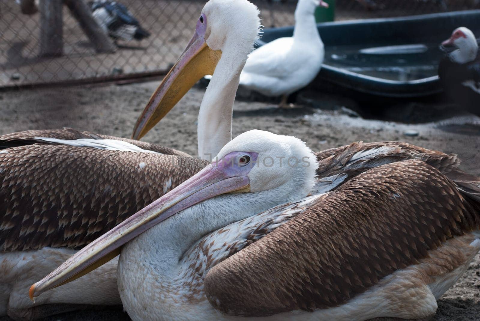 Photo of great white pelicans closeup - Pelecanus onocrotalus
