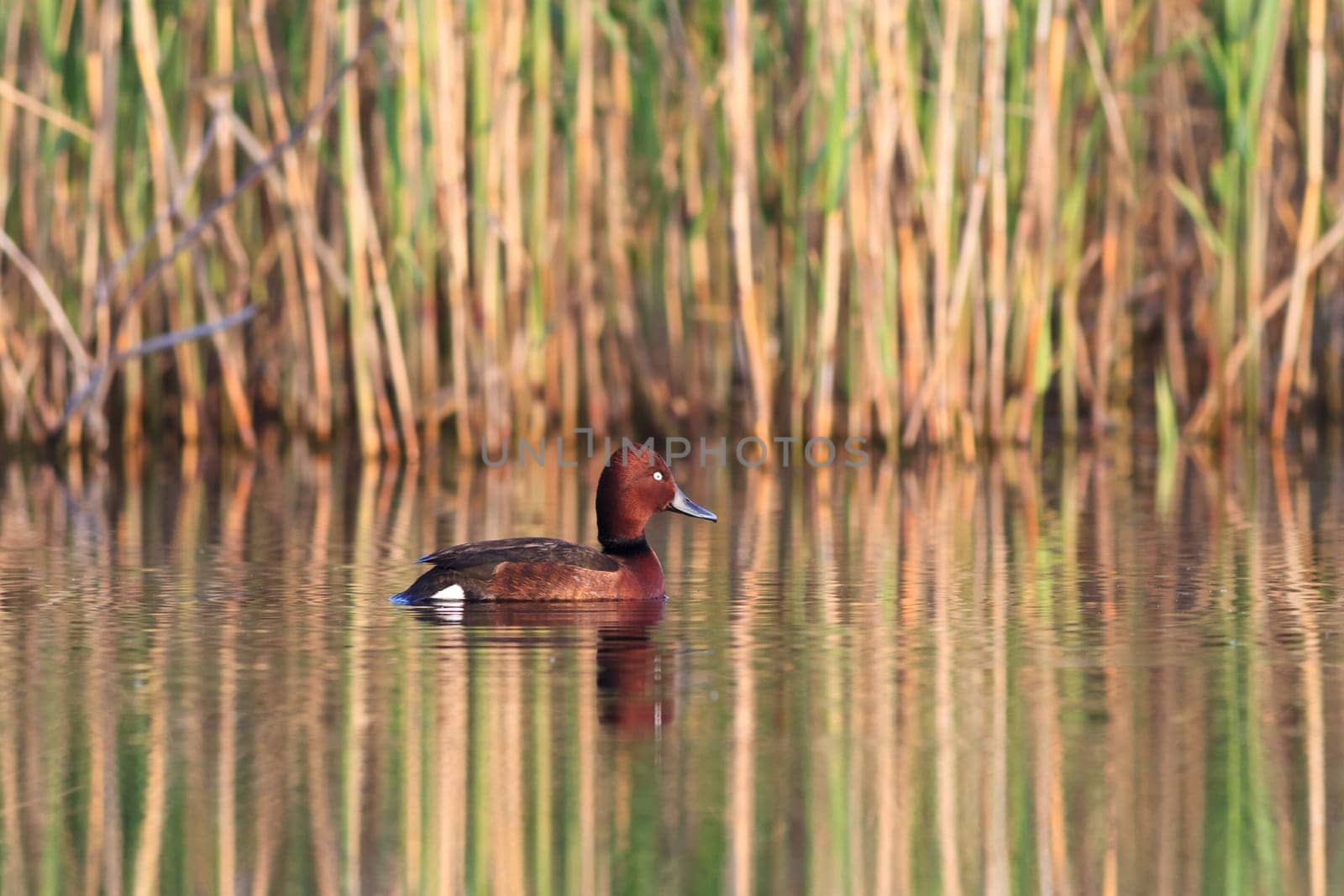 Ferruginous Duck - Aythya nyroca Male on a lake
