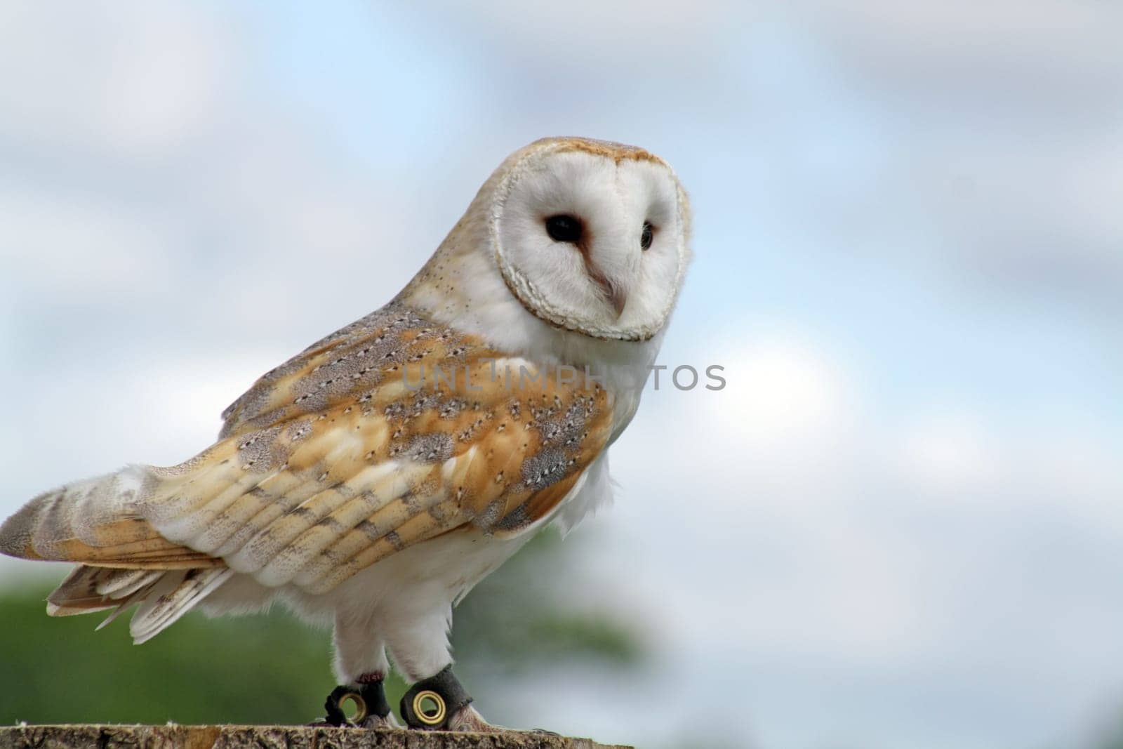 a beautiful close up of an owl