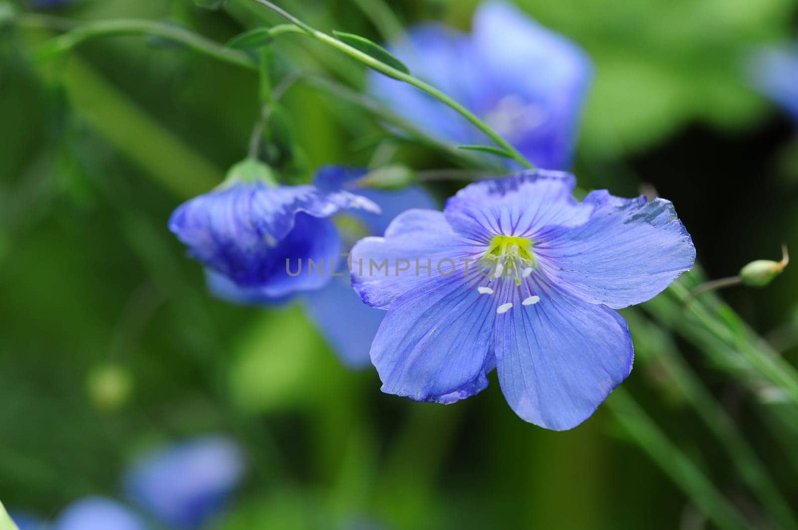 Wild Flax Flowers