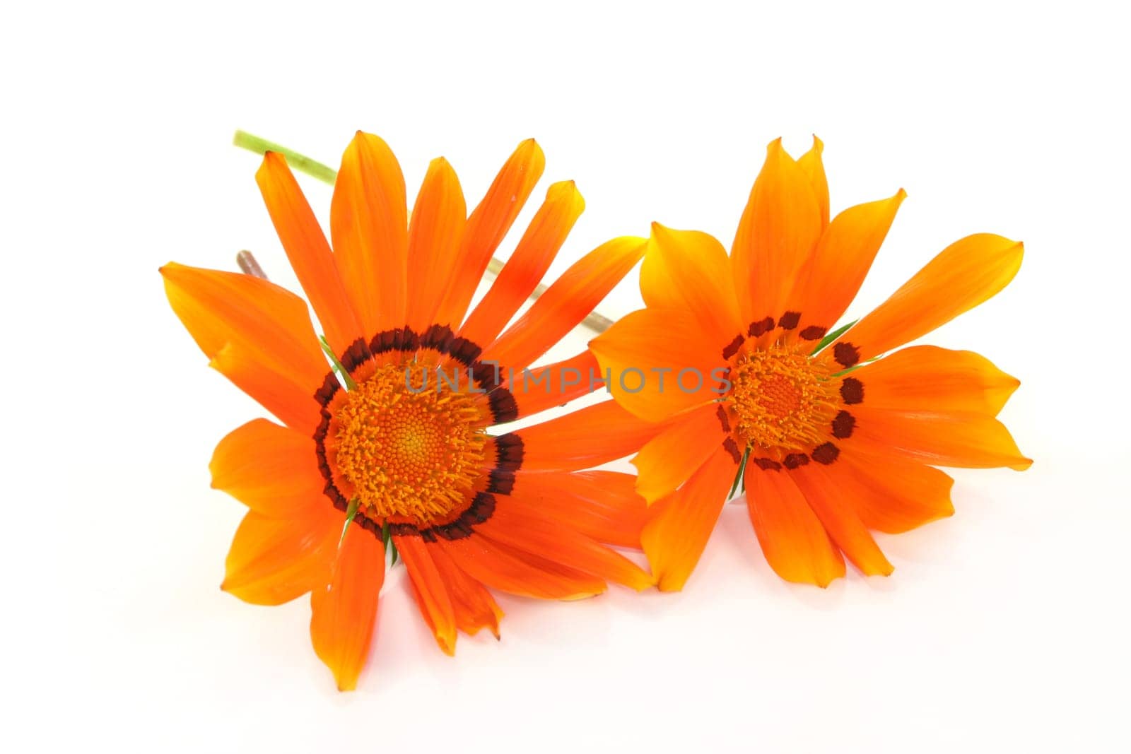 Two midday gold flowers against a white background