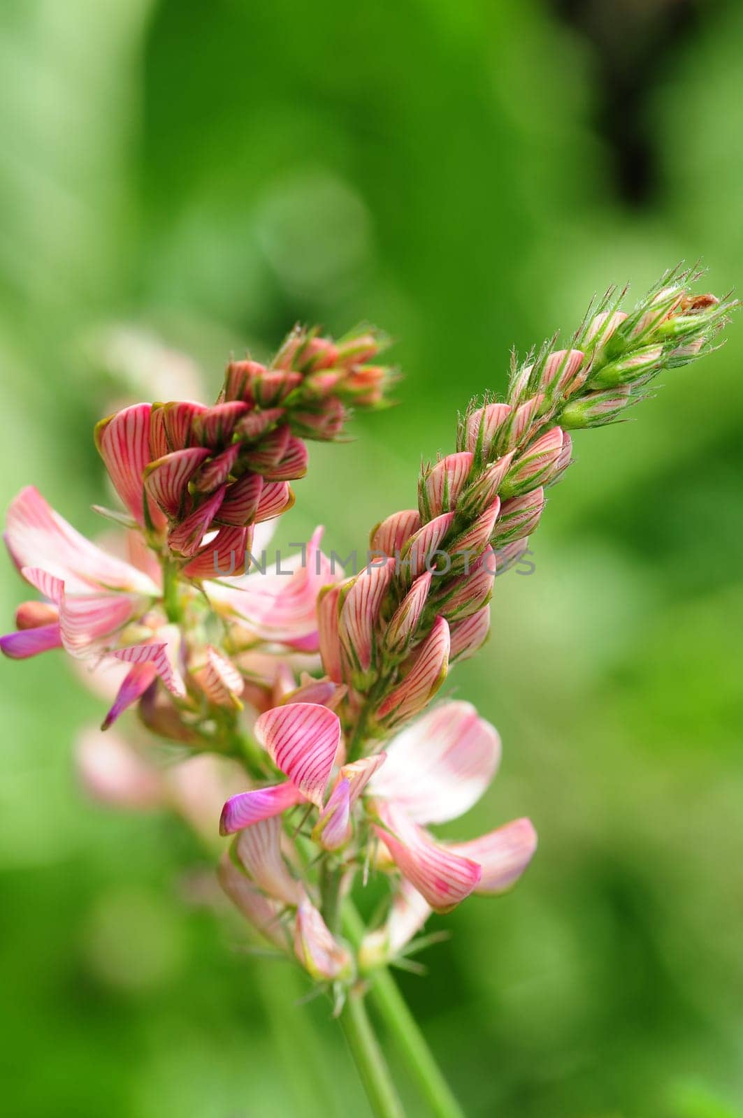 Esparsette- onobrychis viciifolia