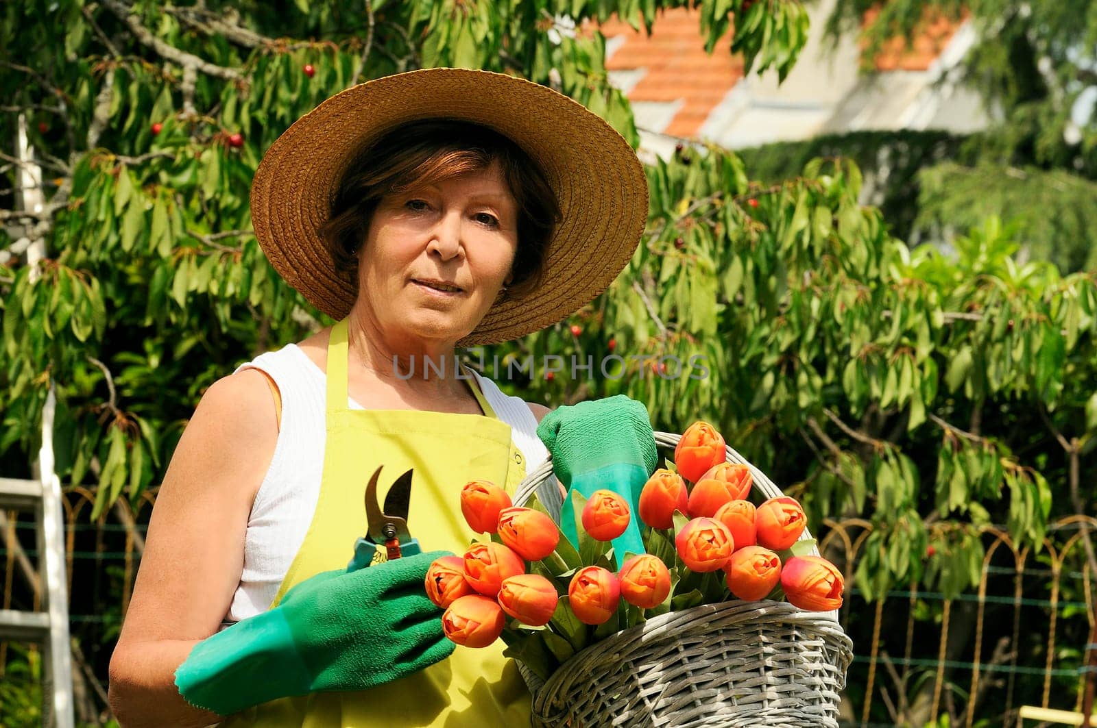 Senior woman pruning roses in her garden