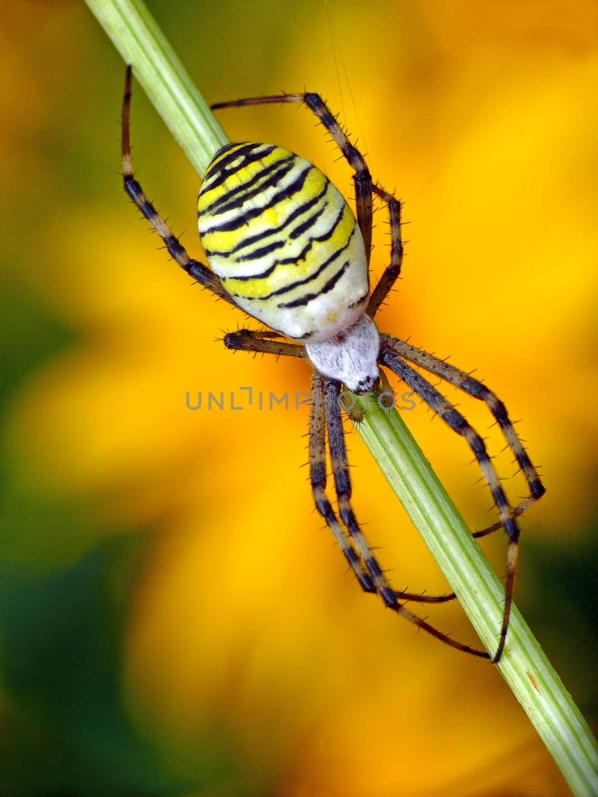 Argiope bruennichi