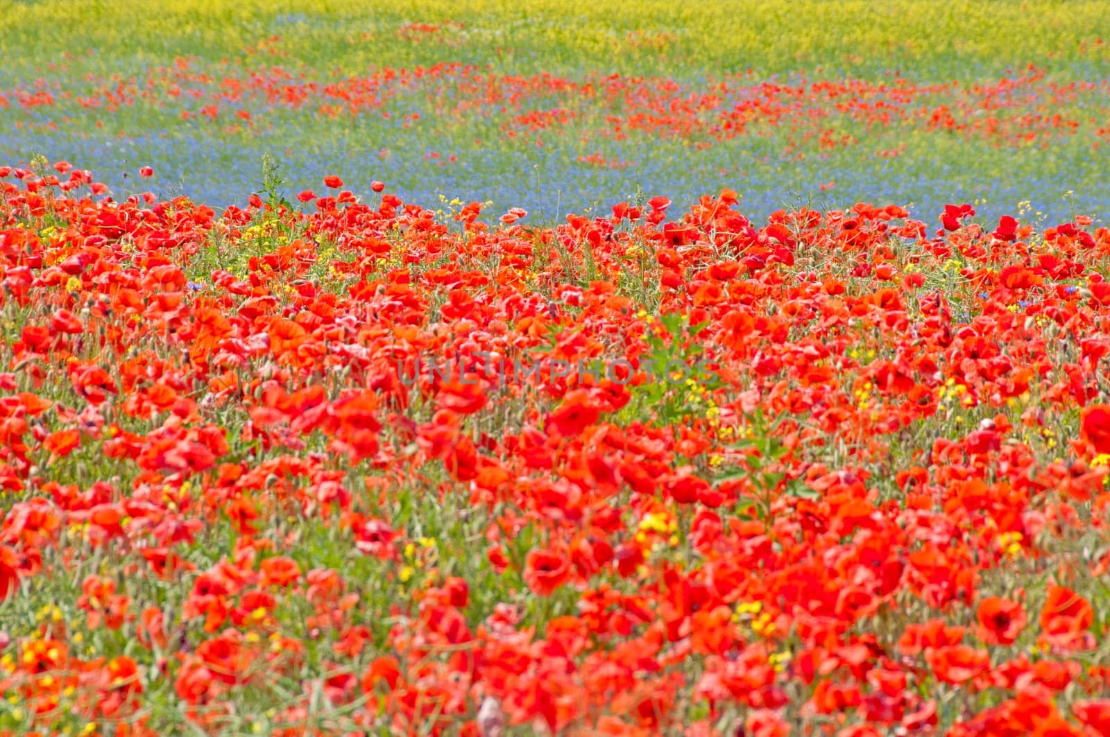 Flower meadow in Mecklenburg/Western Pomerania