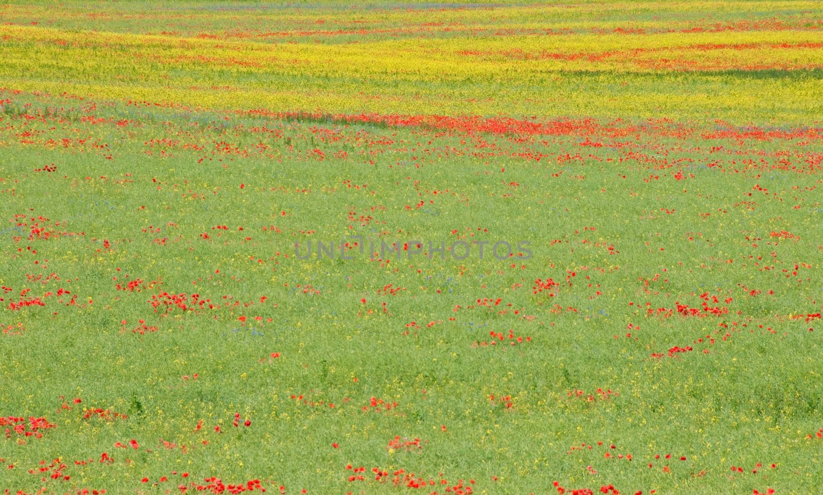 Flower meadow in early summer