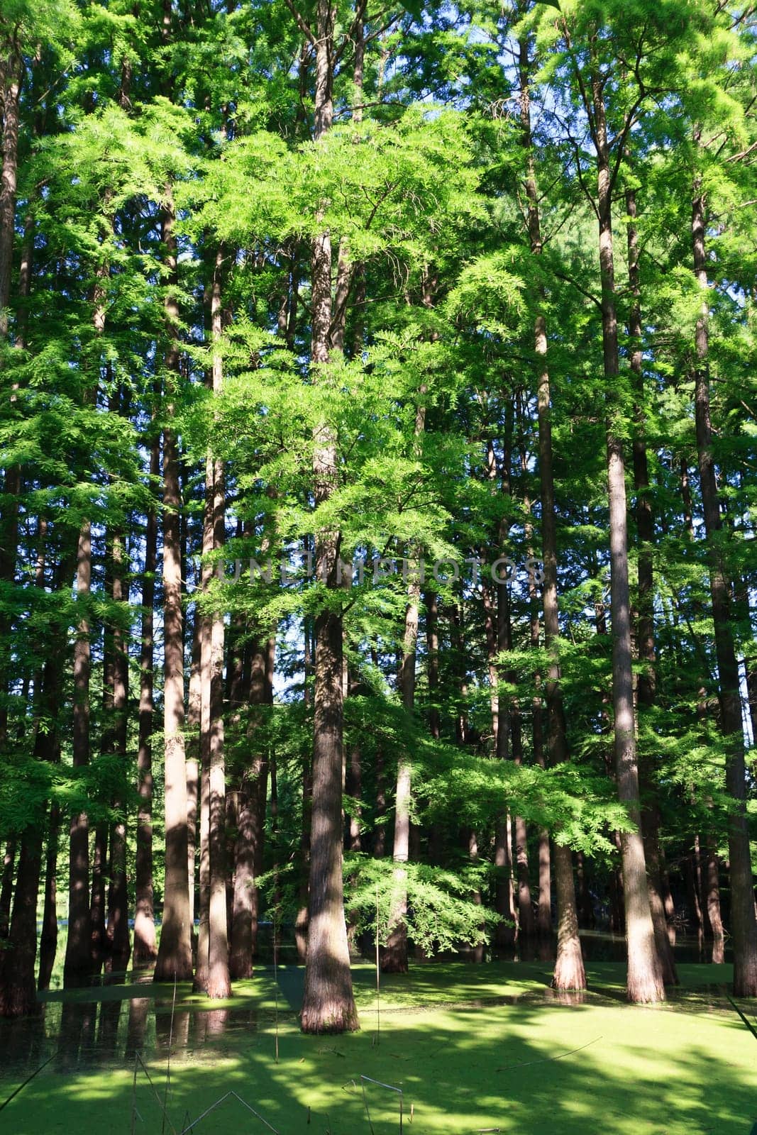 a old forest in a green lake