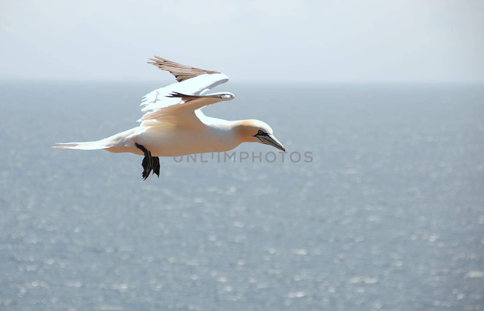Gannet