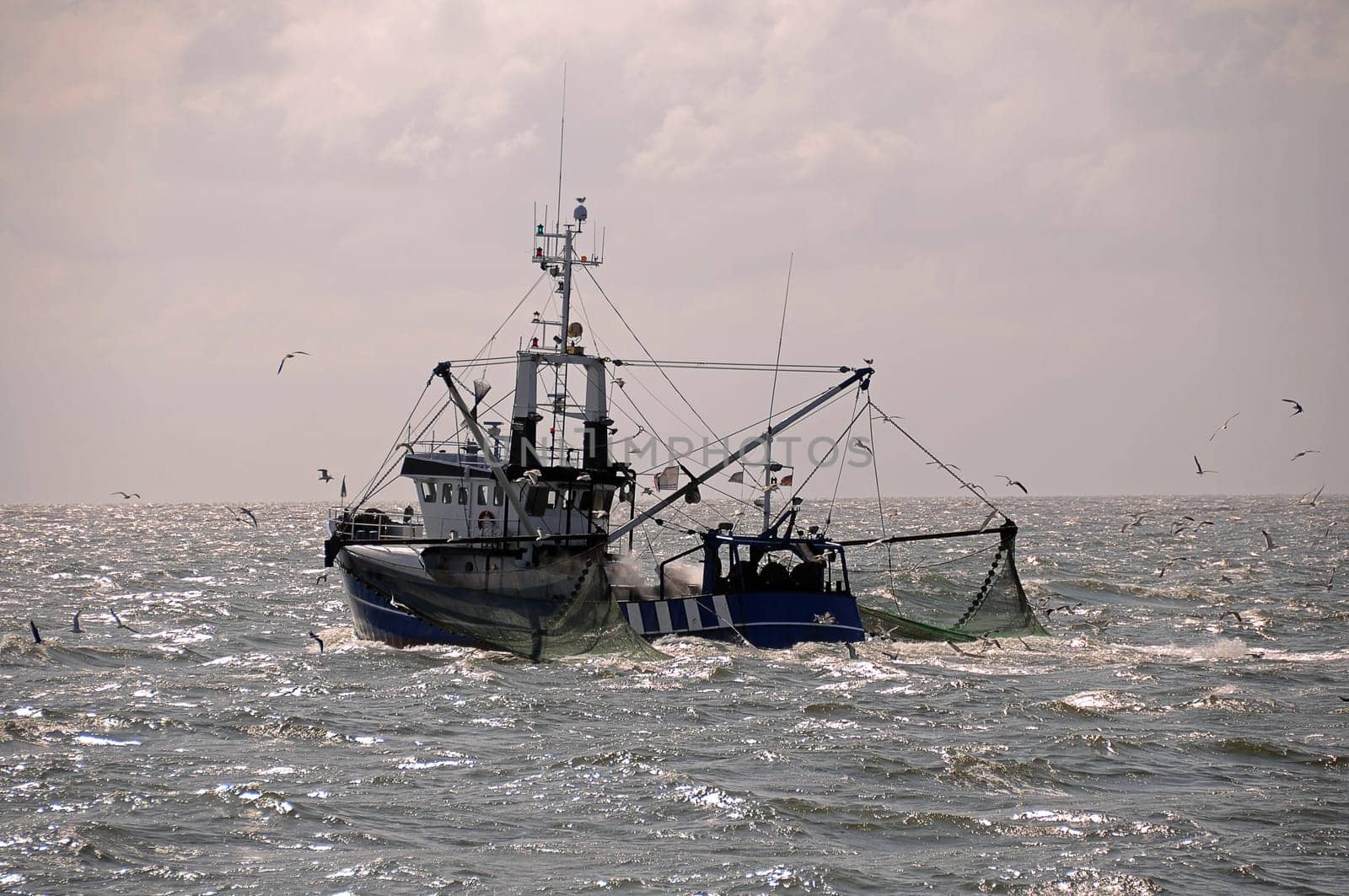 Crab cutter