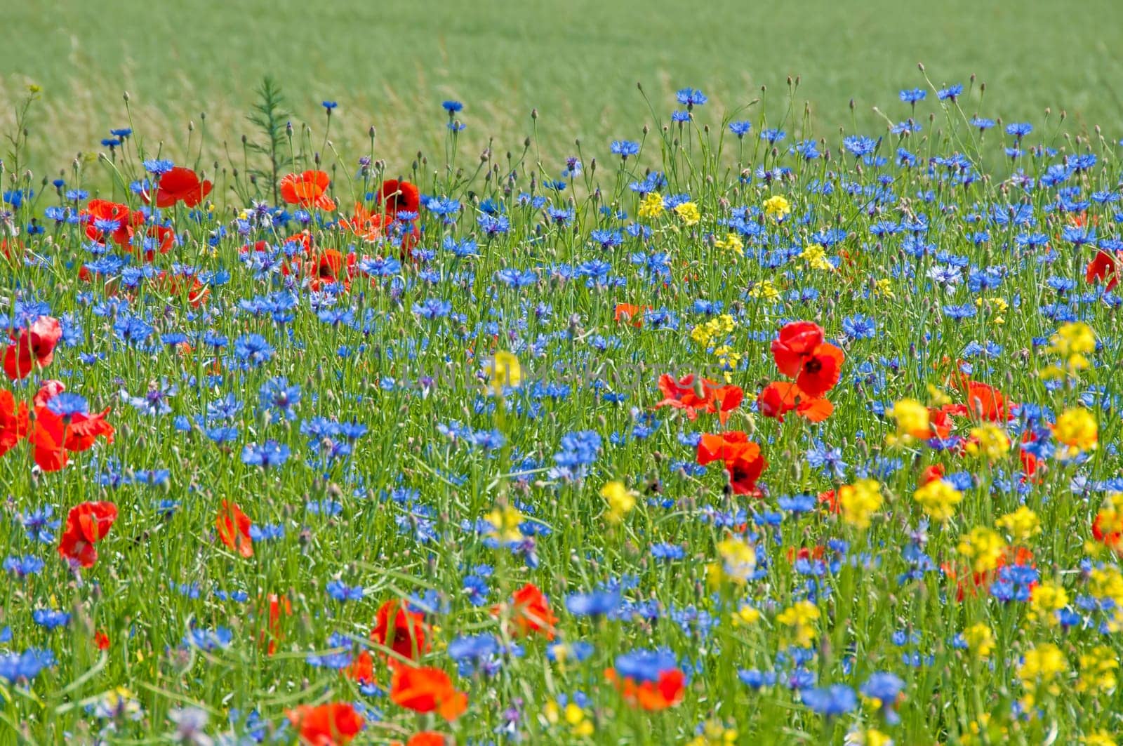 Flower meadow