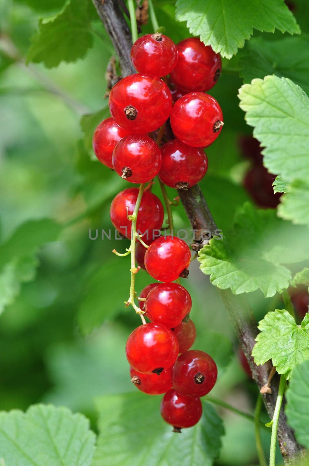 Johannisbeeren - Currants