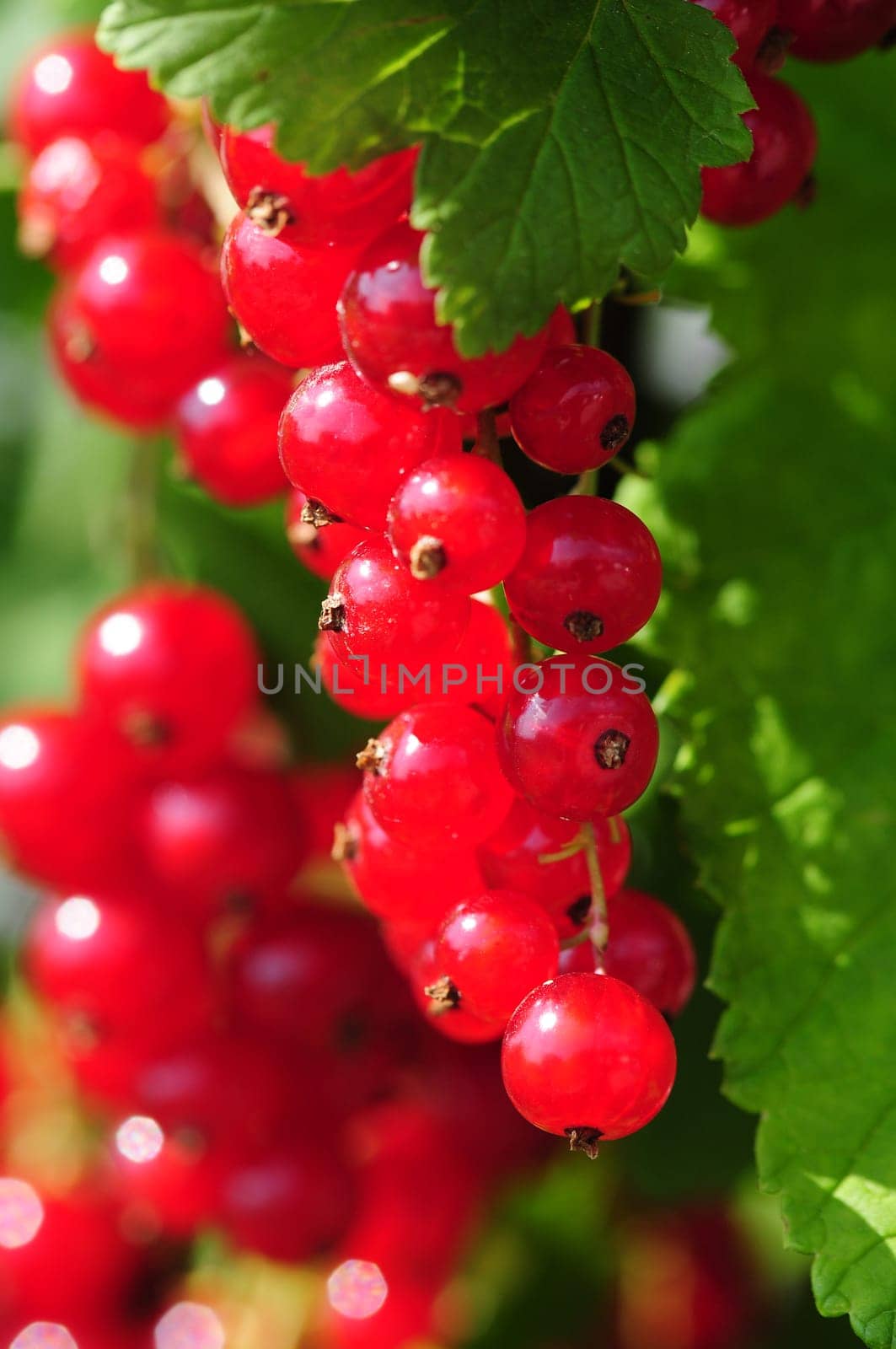 Johannisbeeren - Currants