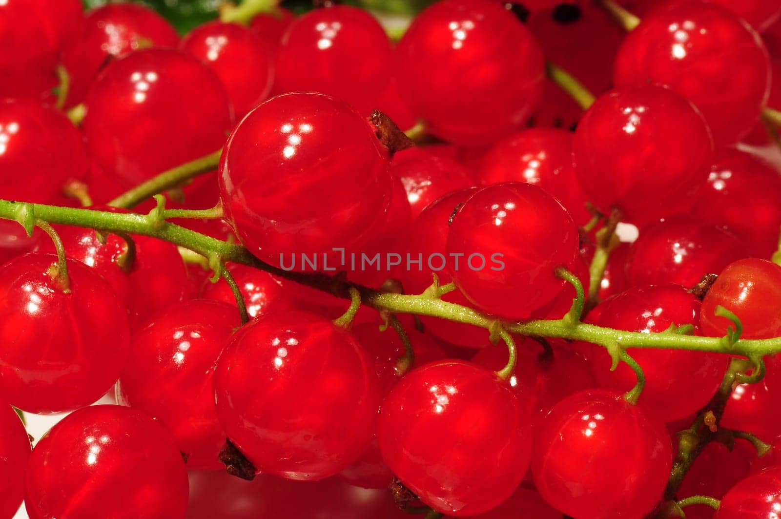 Johannisbeeren - Currants