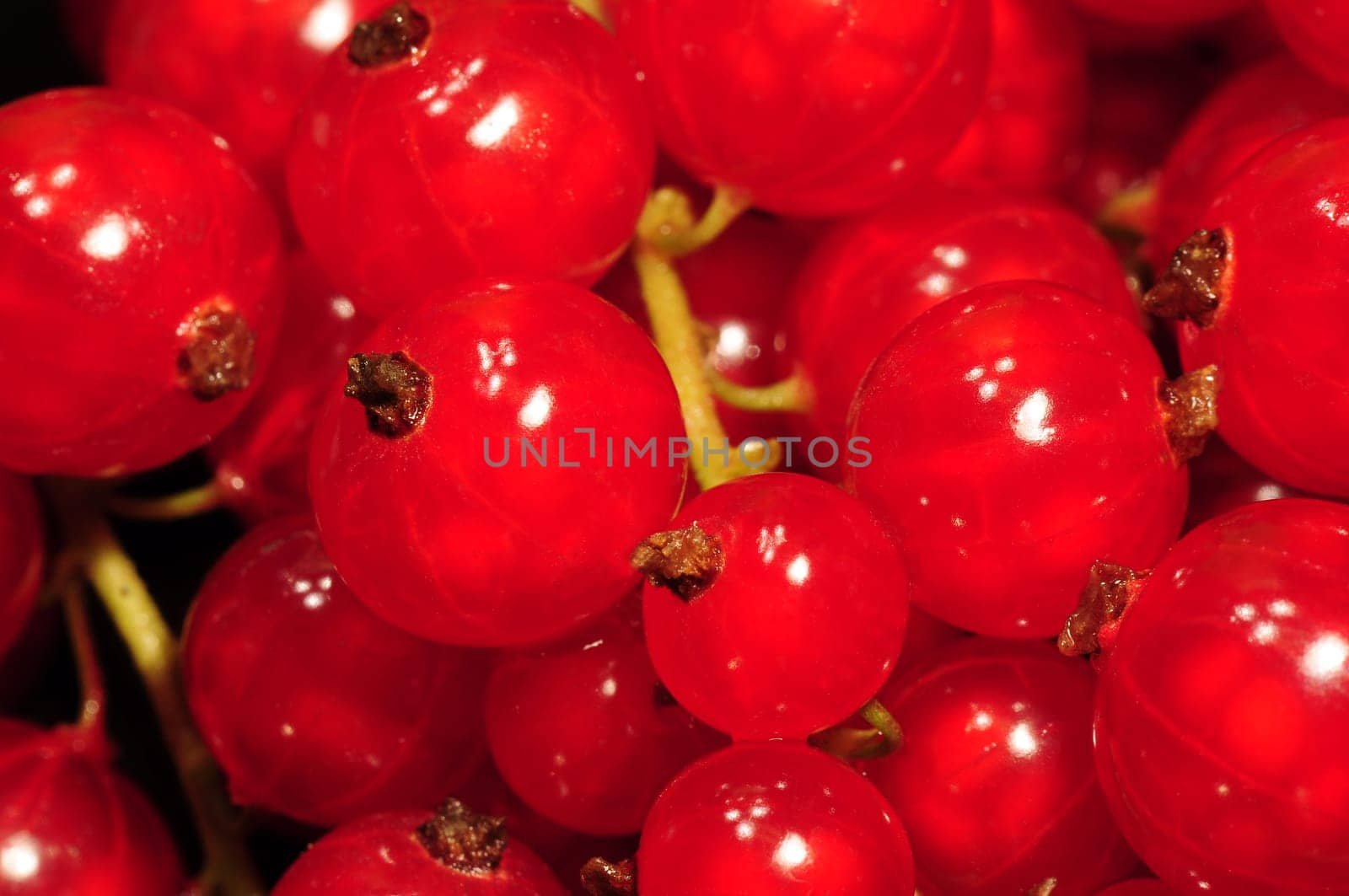 Johannisbeeren - Currants