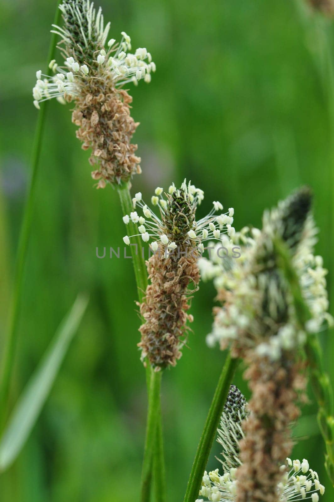 Spitzwegerich- Plantago lanceolata