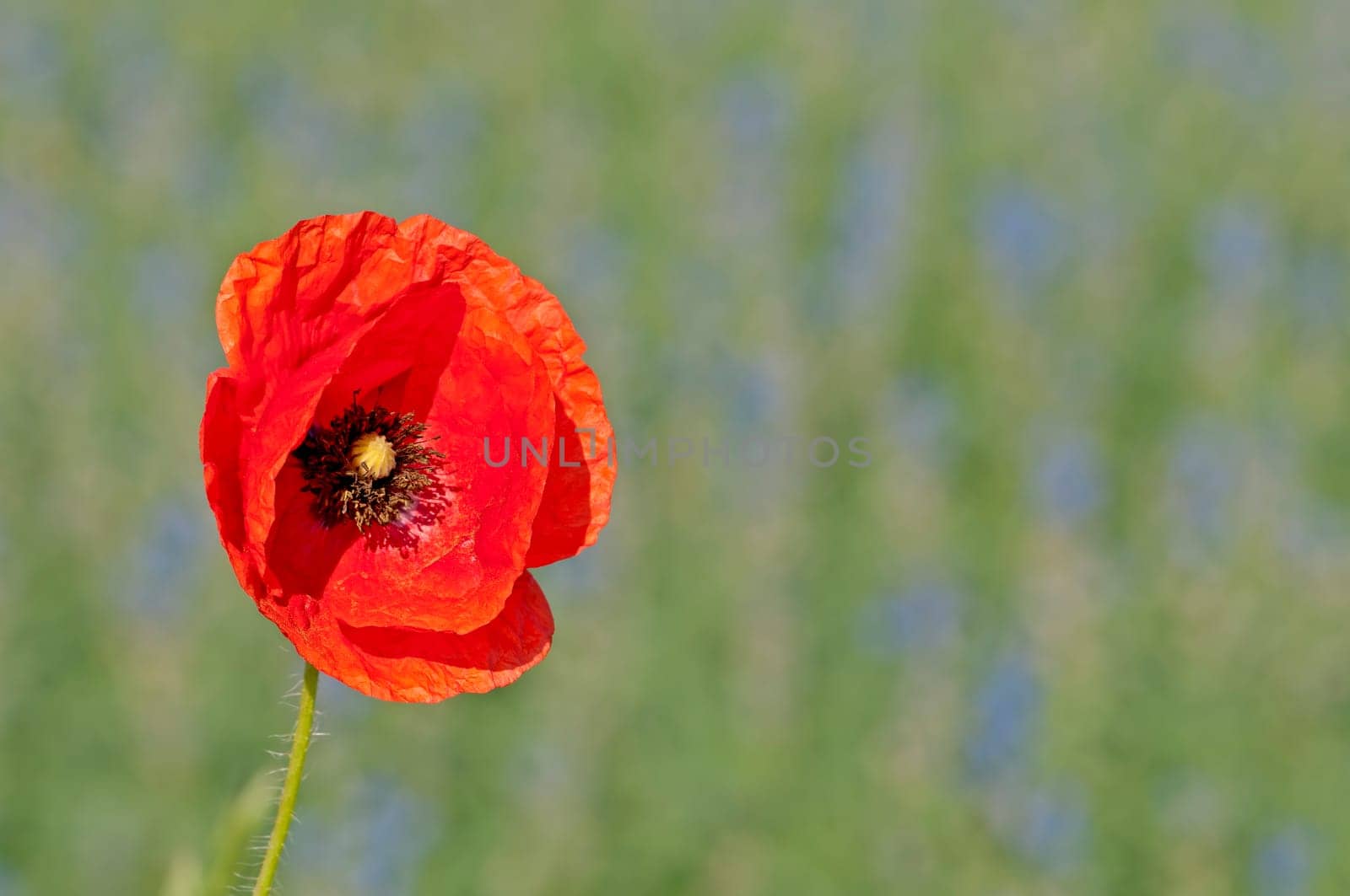 Poppy solitaire