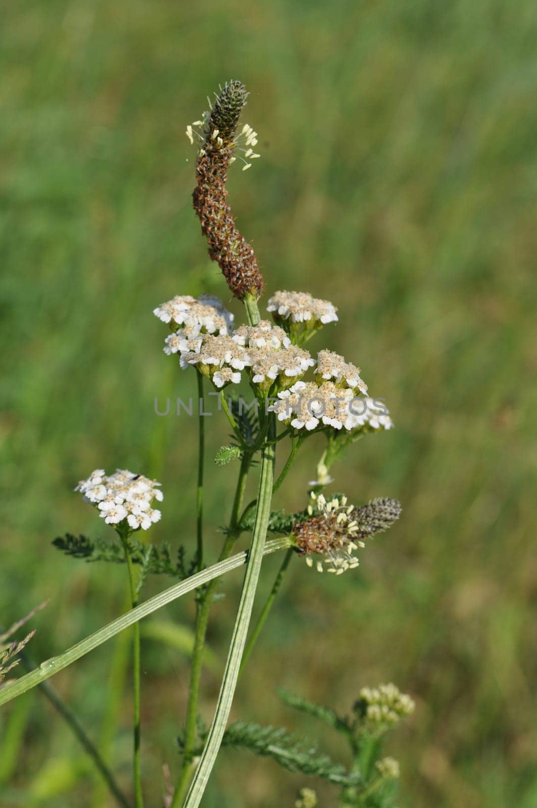 Spitzwegerich- Plantago lanceolata