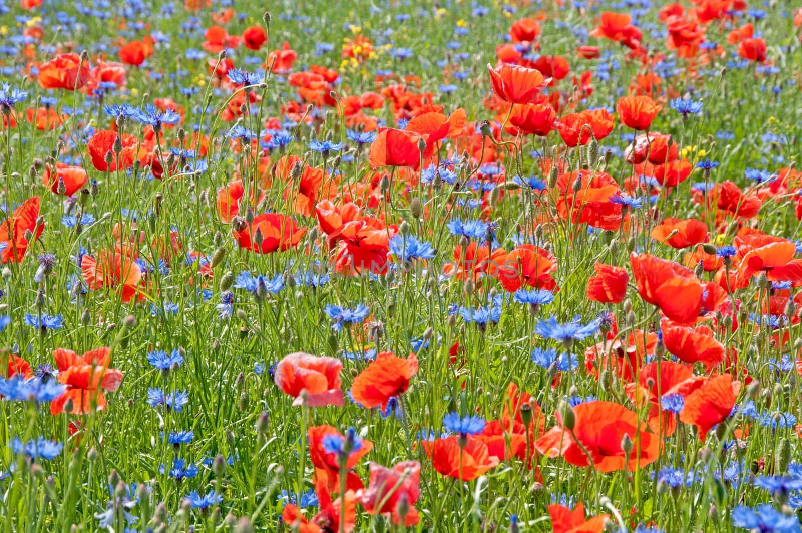 Blossom meadow Meckpom