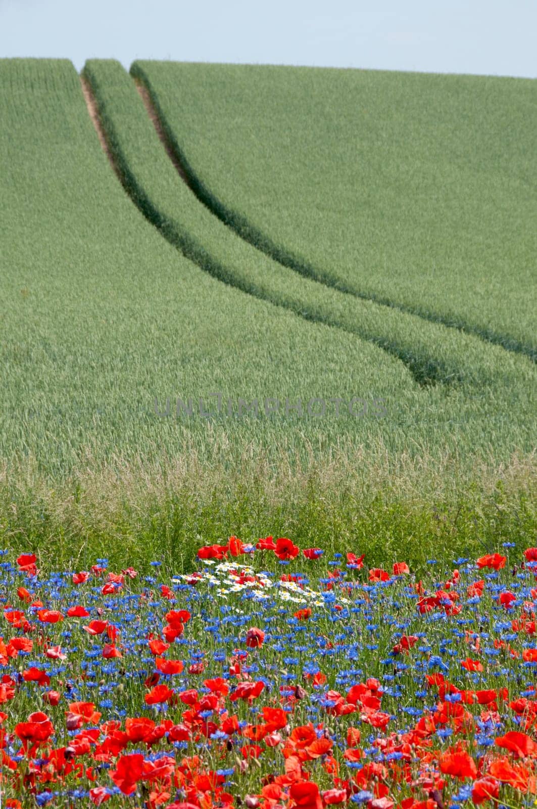 Tractor tracks with flower meadow
