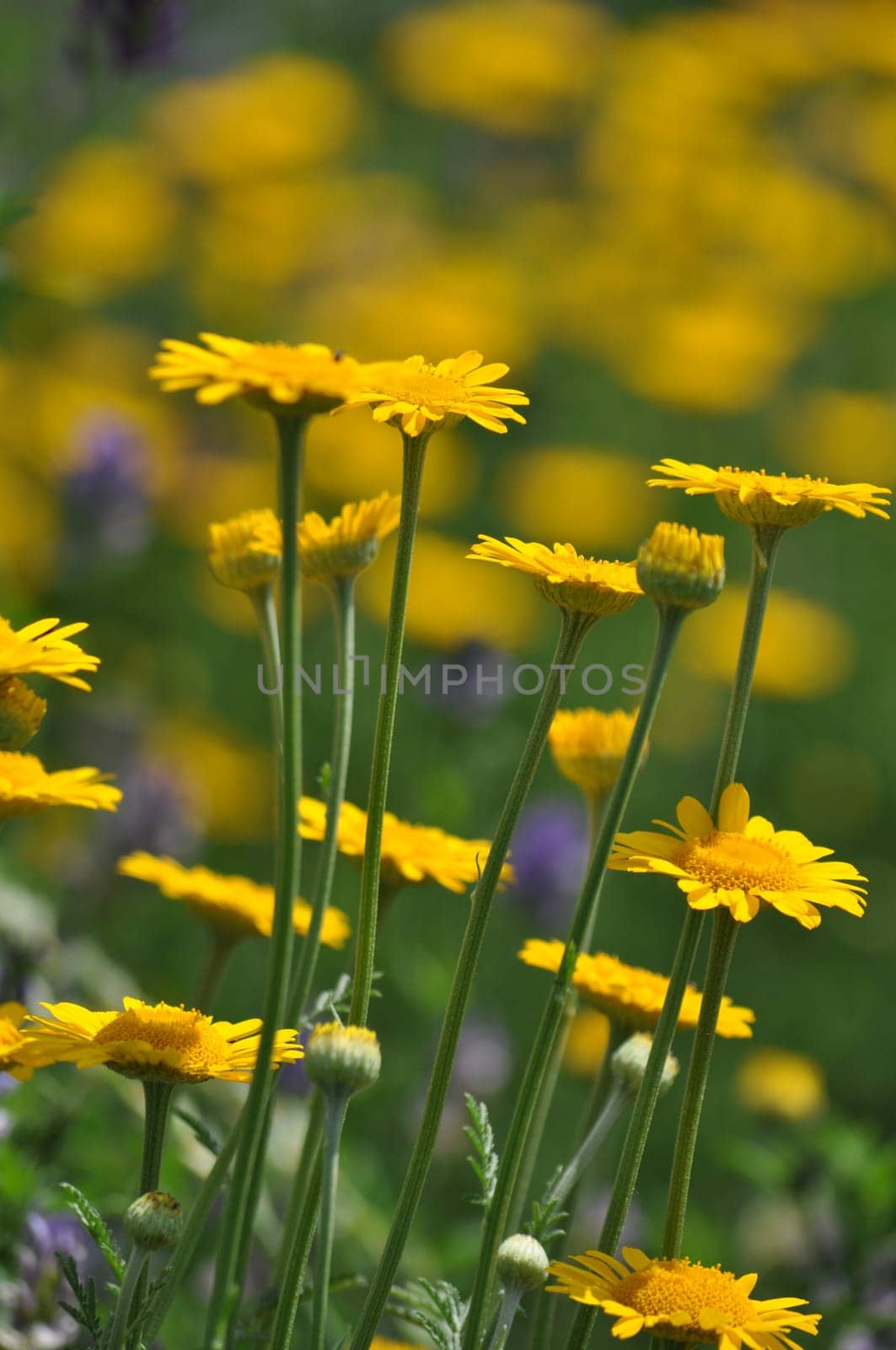 Dyer's Chamomile-Anthemis tinctoria