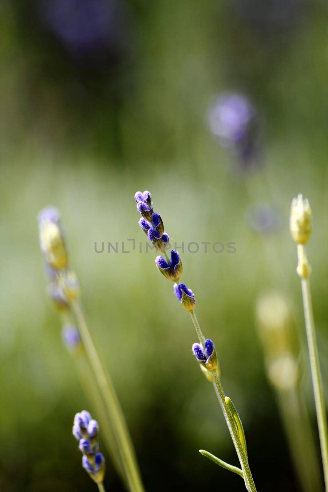 Lavender Detail