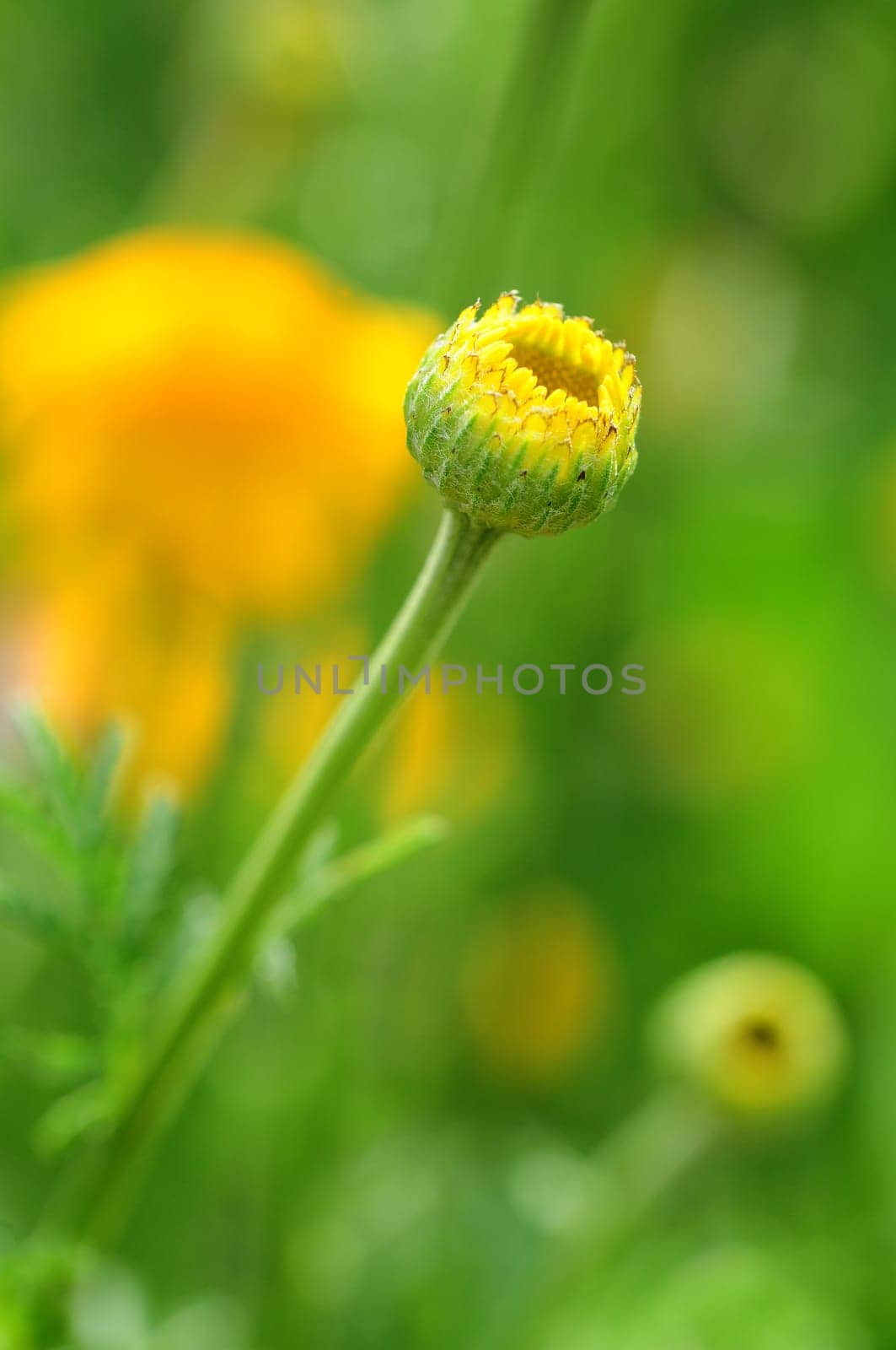 Dyer's Chamomile-Anthemis tinctoria
