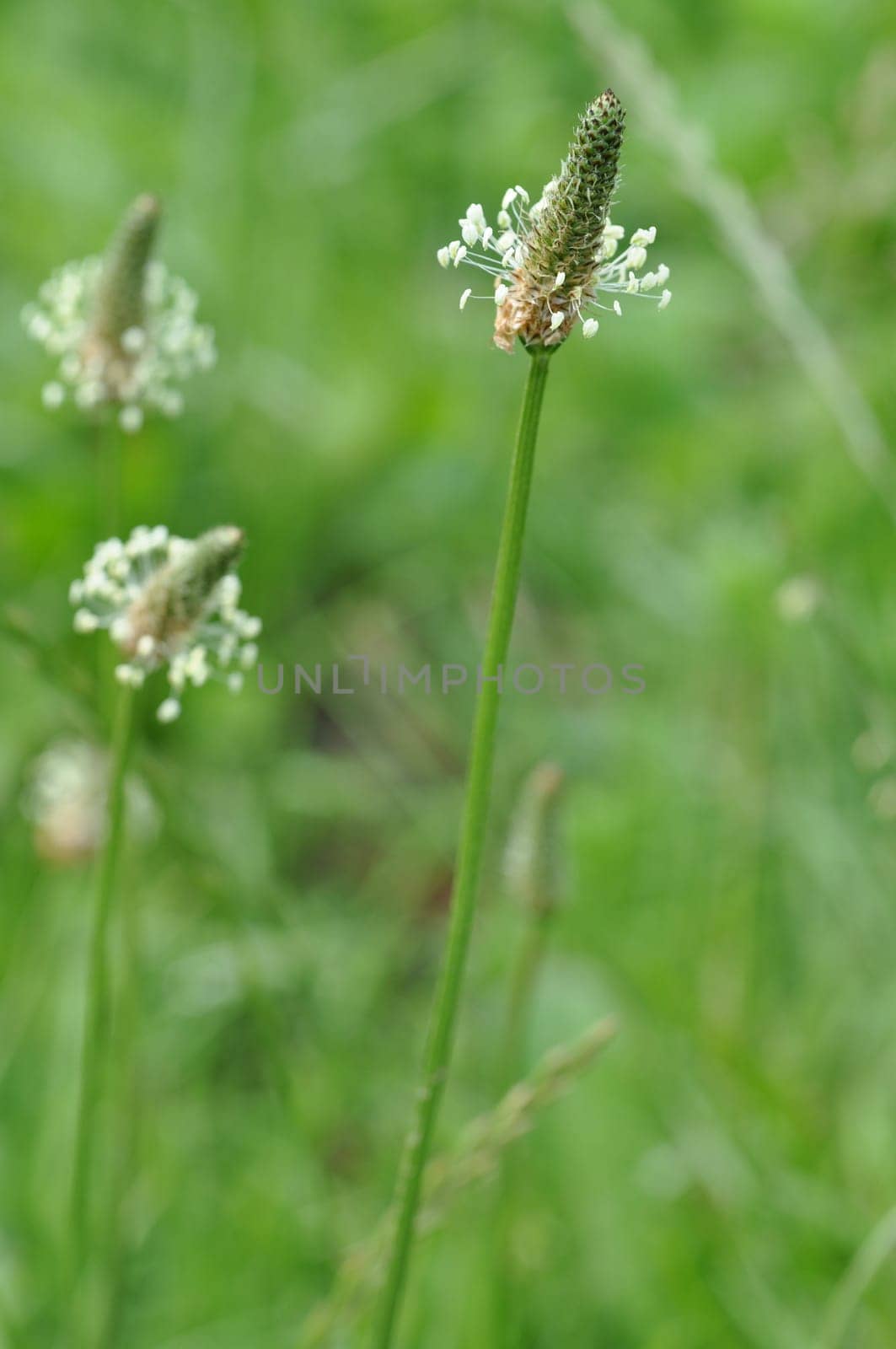 Spitzwegerich- Plantago lanceolata