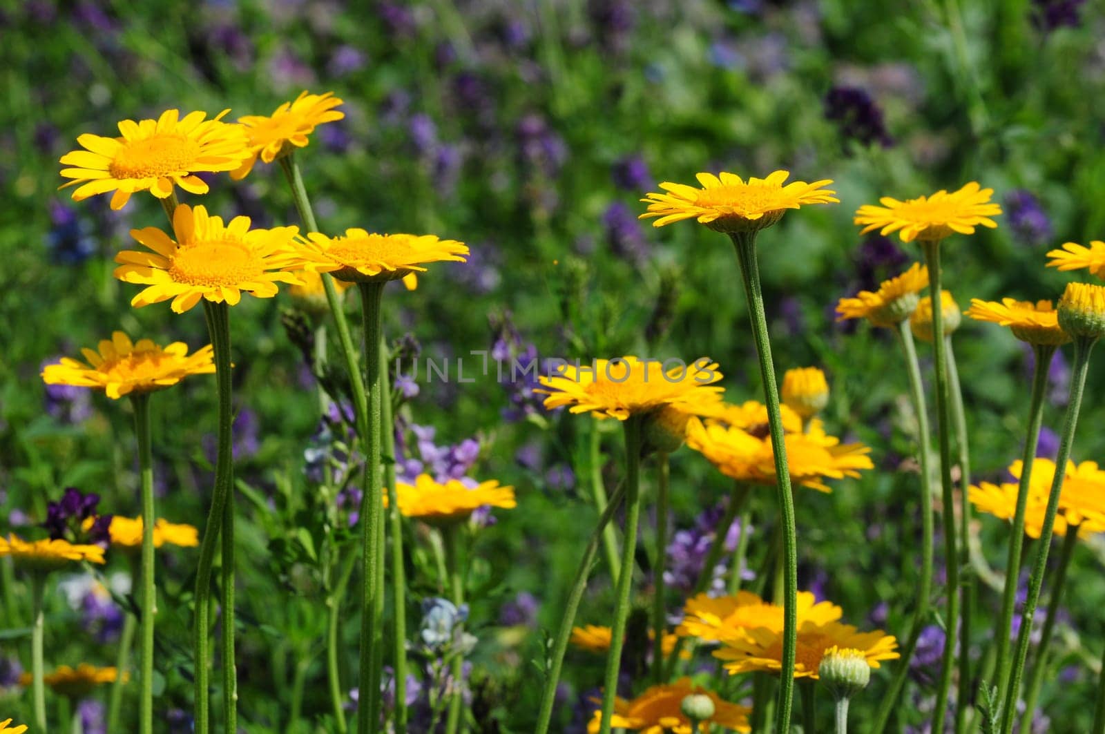 Dyer's Chamomile-Anthemis tinctoria