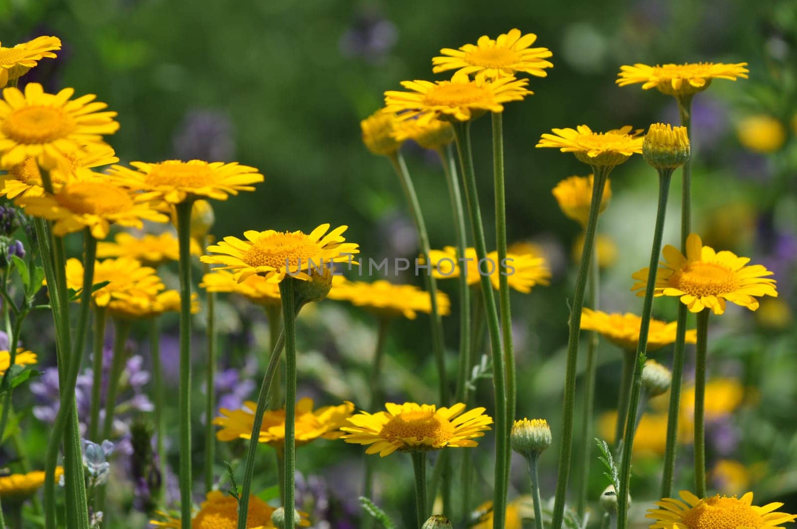 Dyer's Chamomile-Anthemis tinctoria