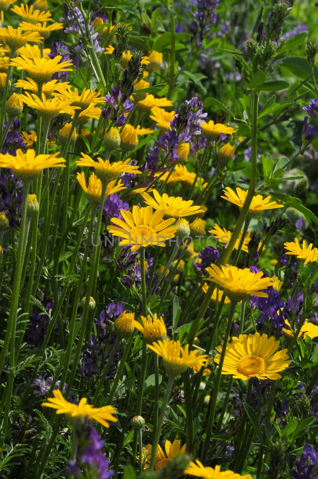 Dyer's Chamomile-Anthemis tinctoria