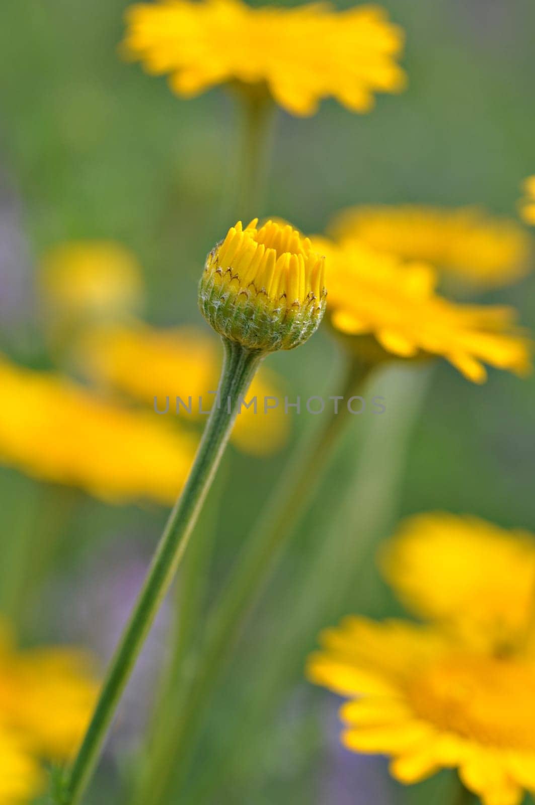 Dyer's Chamomile-Anthemis tinctoria