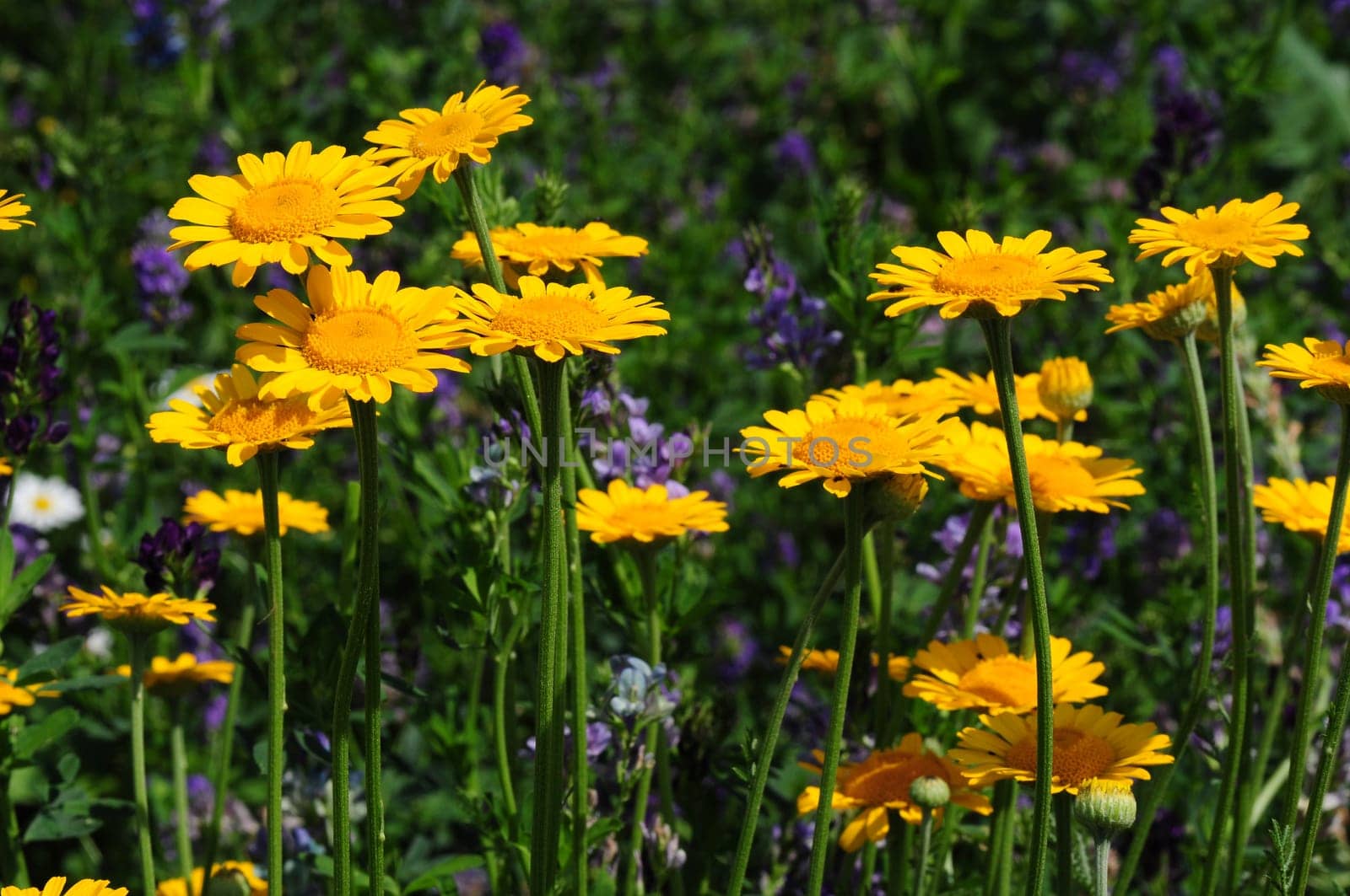Dyer's Chamomile-Anthemis tinctoria