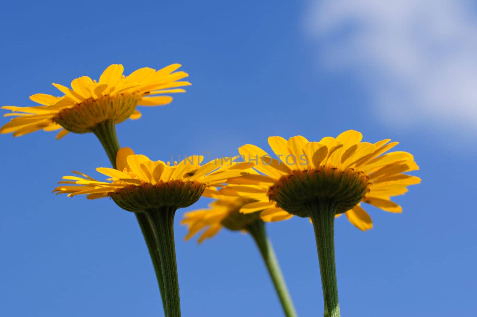 Dyer's Chamomile-Anthemis tinctoria