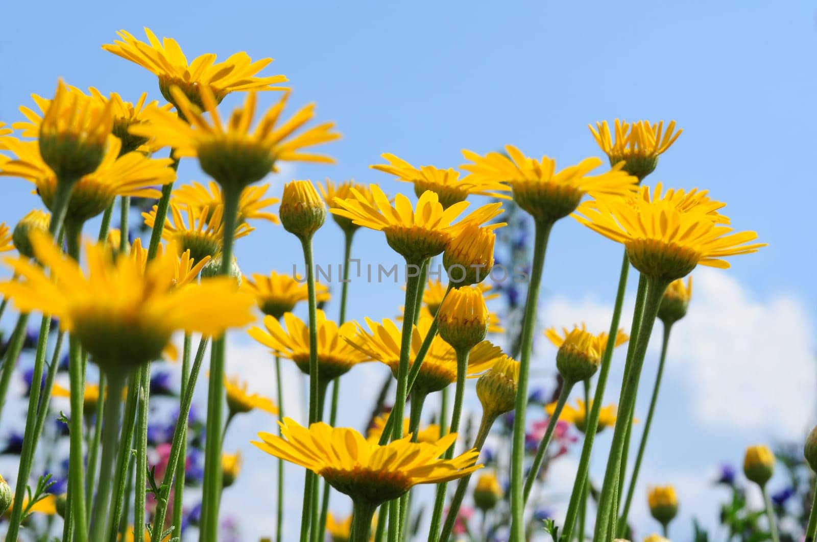 Dyer's Chamomile-Anthemis tinctoria