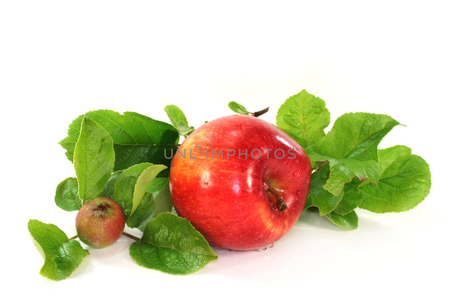 Apples and leaves against white background