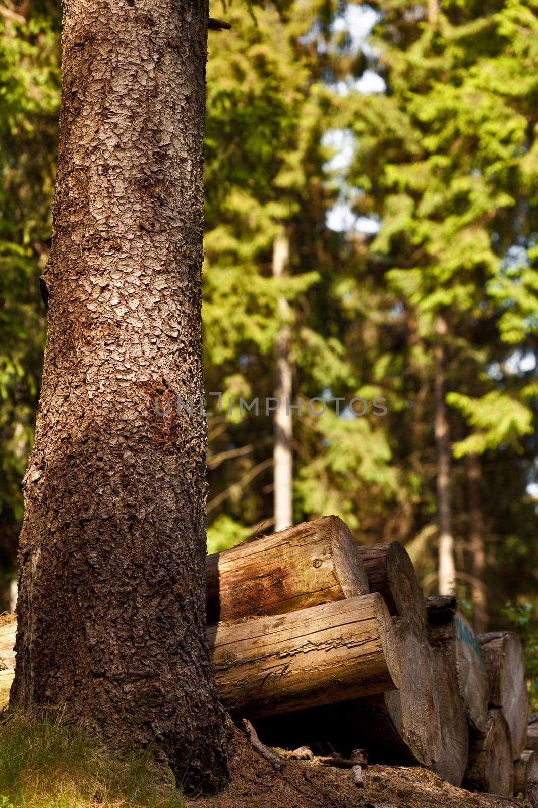 Stack of wood in the forest
