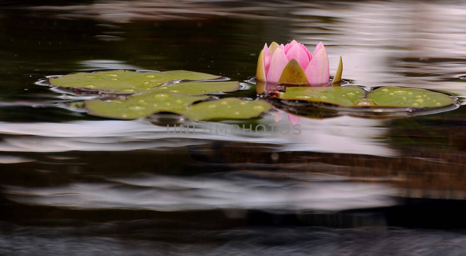 Water lily