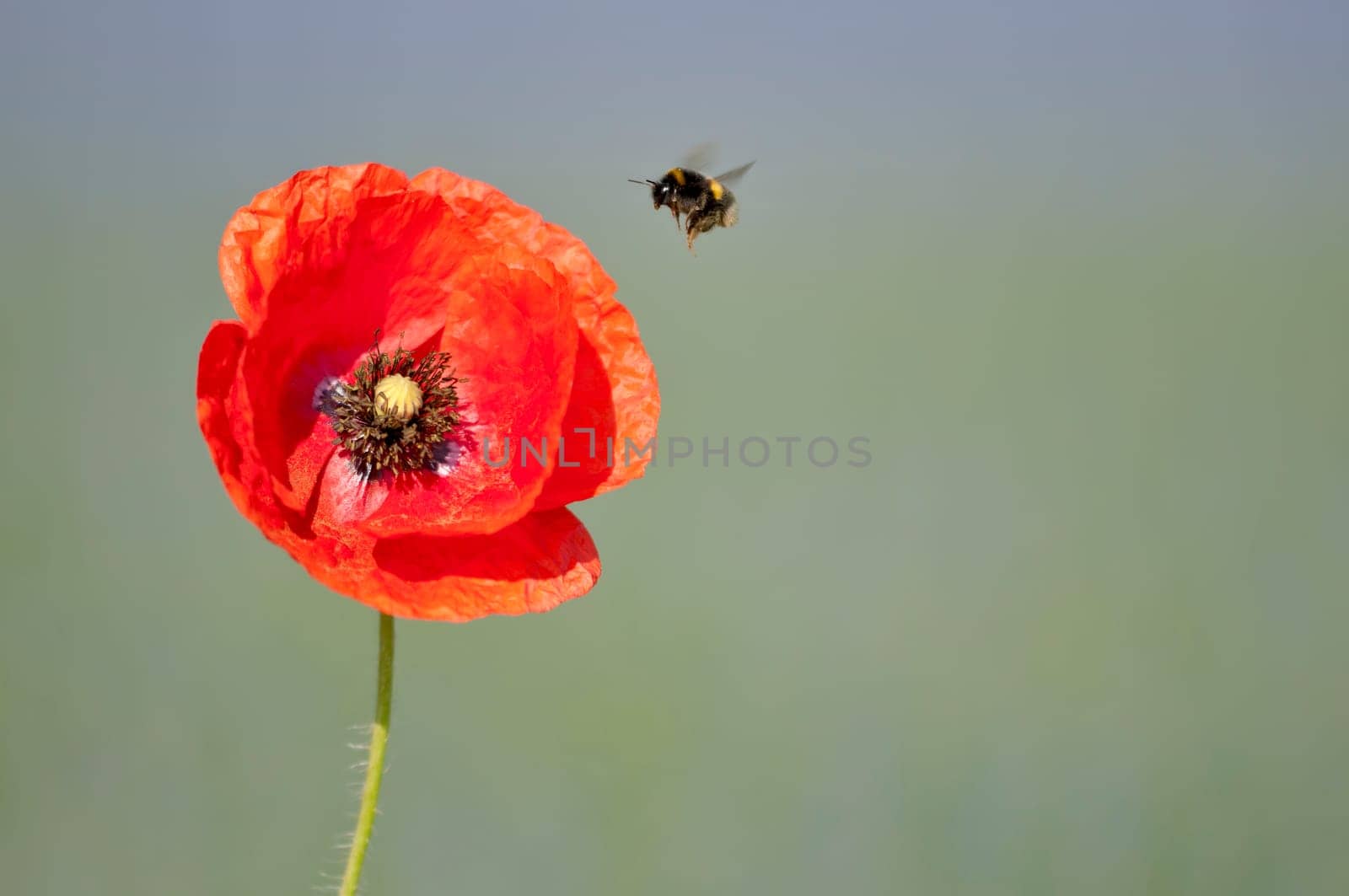 Poppy seed solitaire with bumblebee