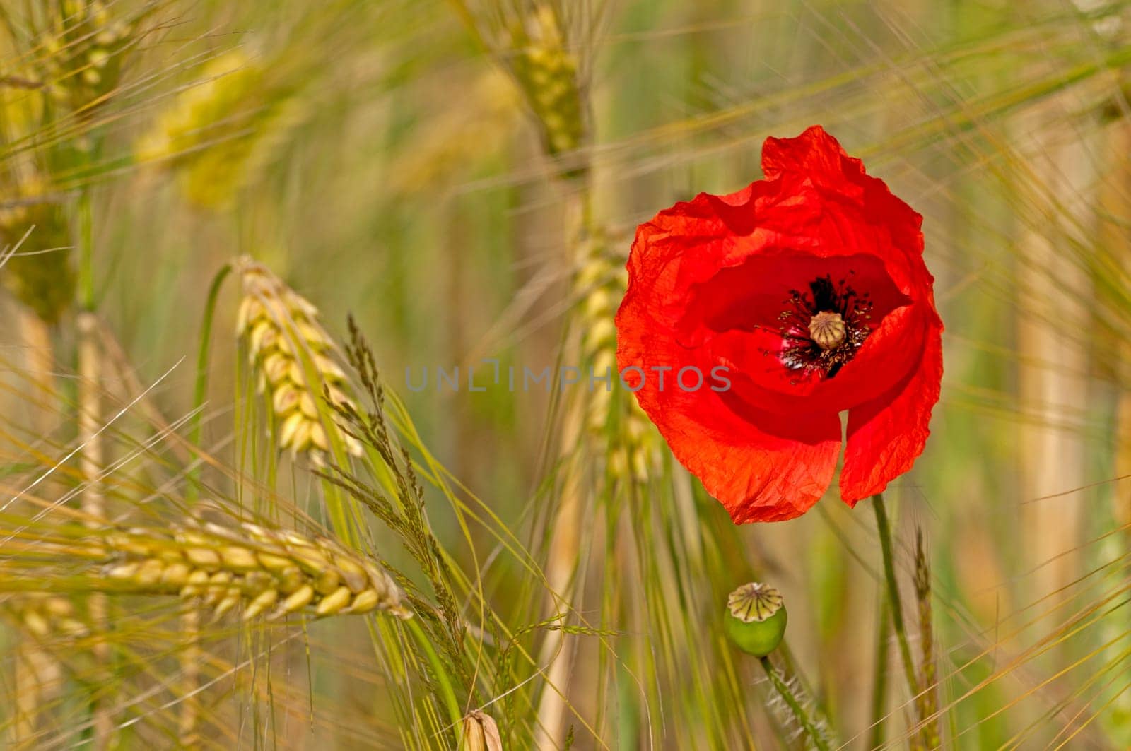 Monhnsolitaire in Cornfield II