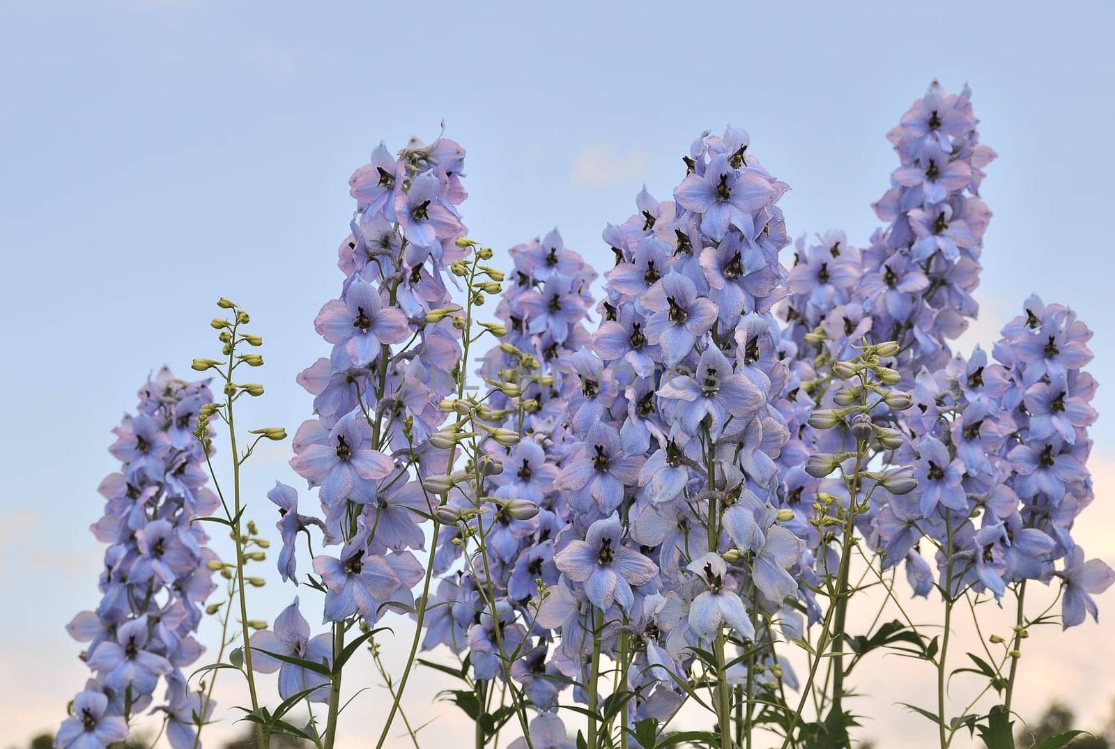 Larkspur