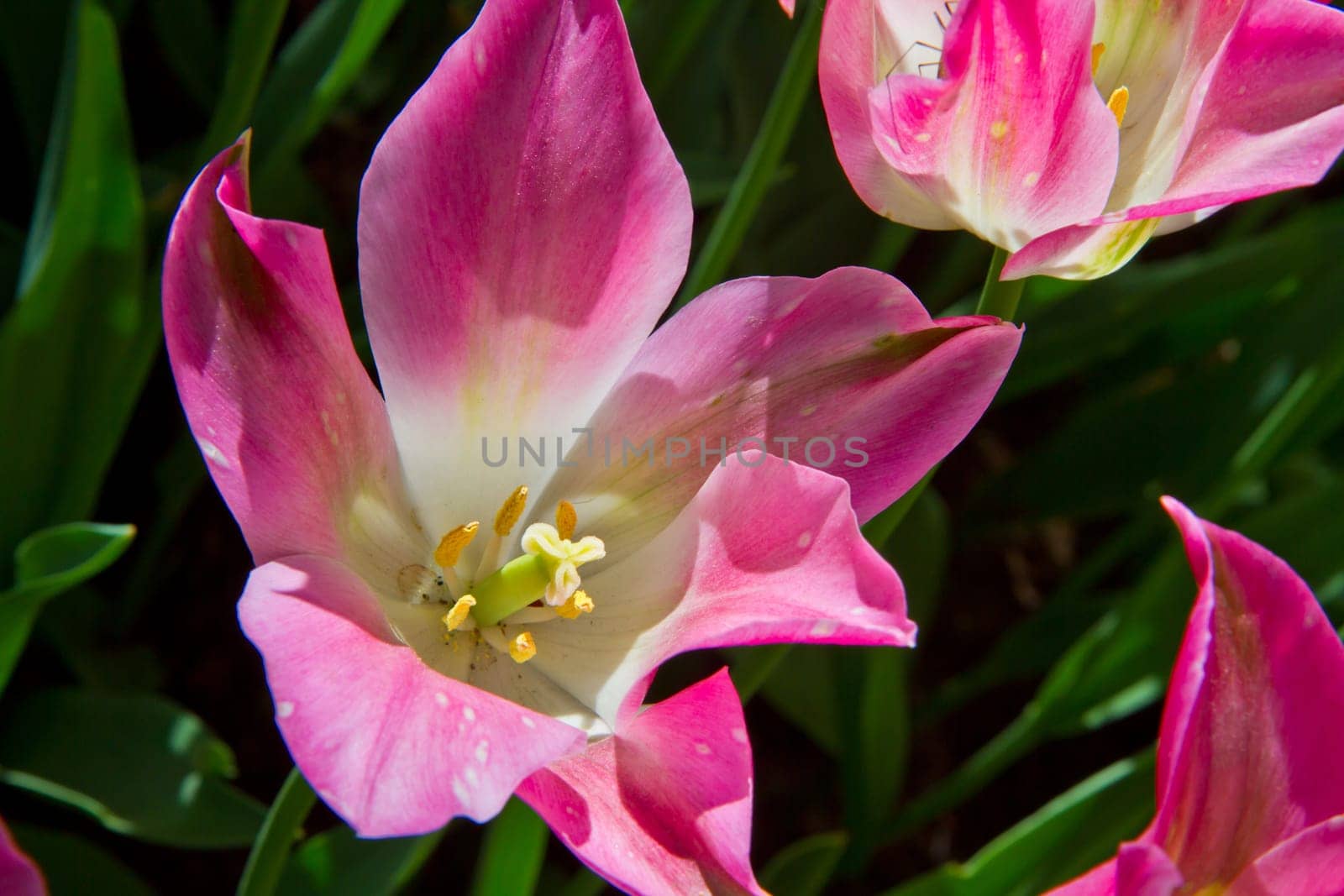 Beautiful spring tulip in holland park