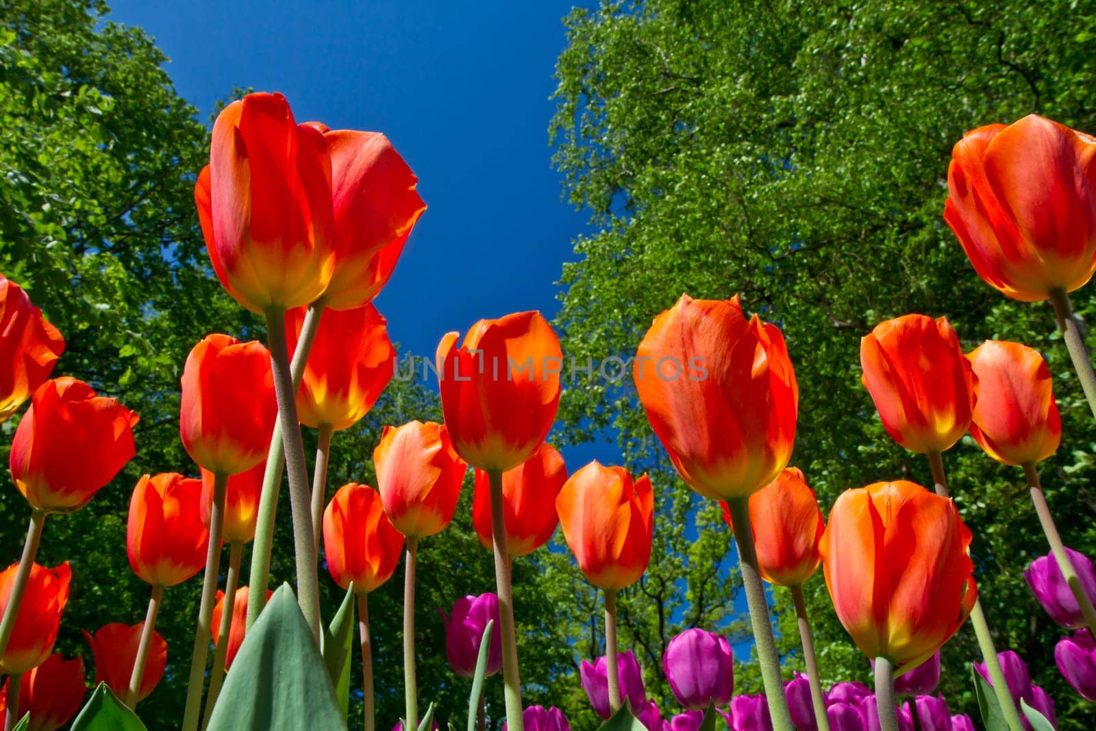 Colorful Tulips in Keukenhof Garden