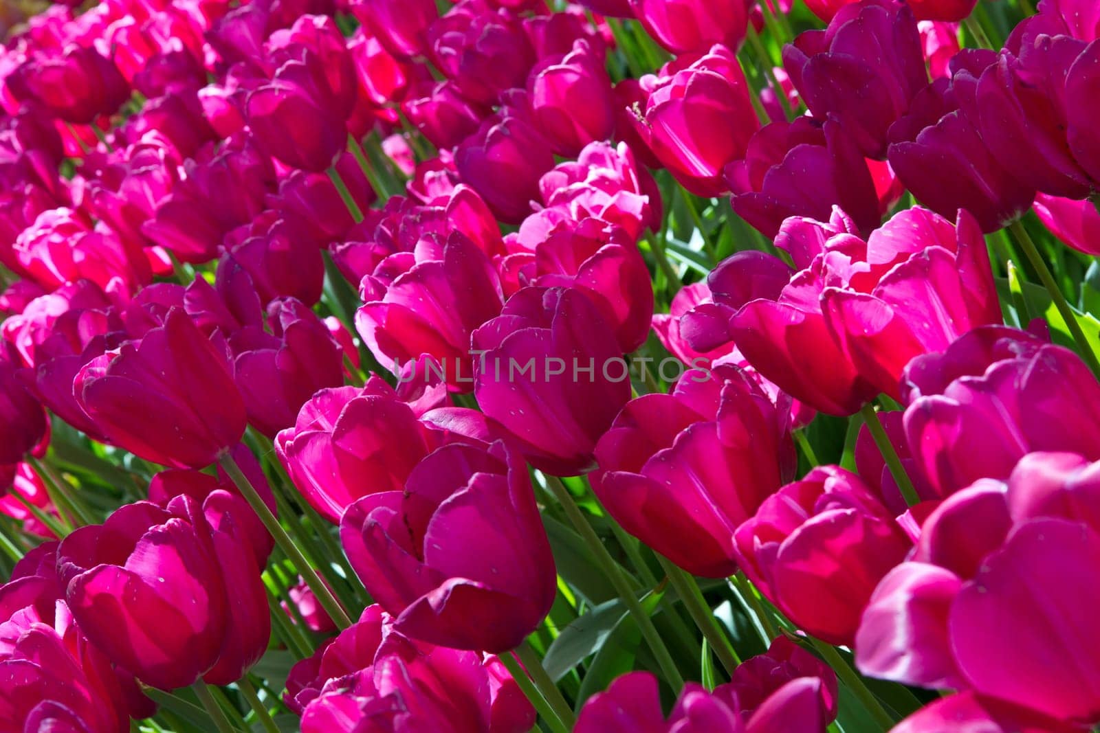 Beautiful spring tulip in holland park