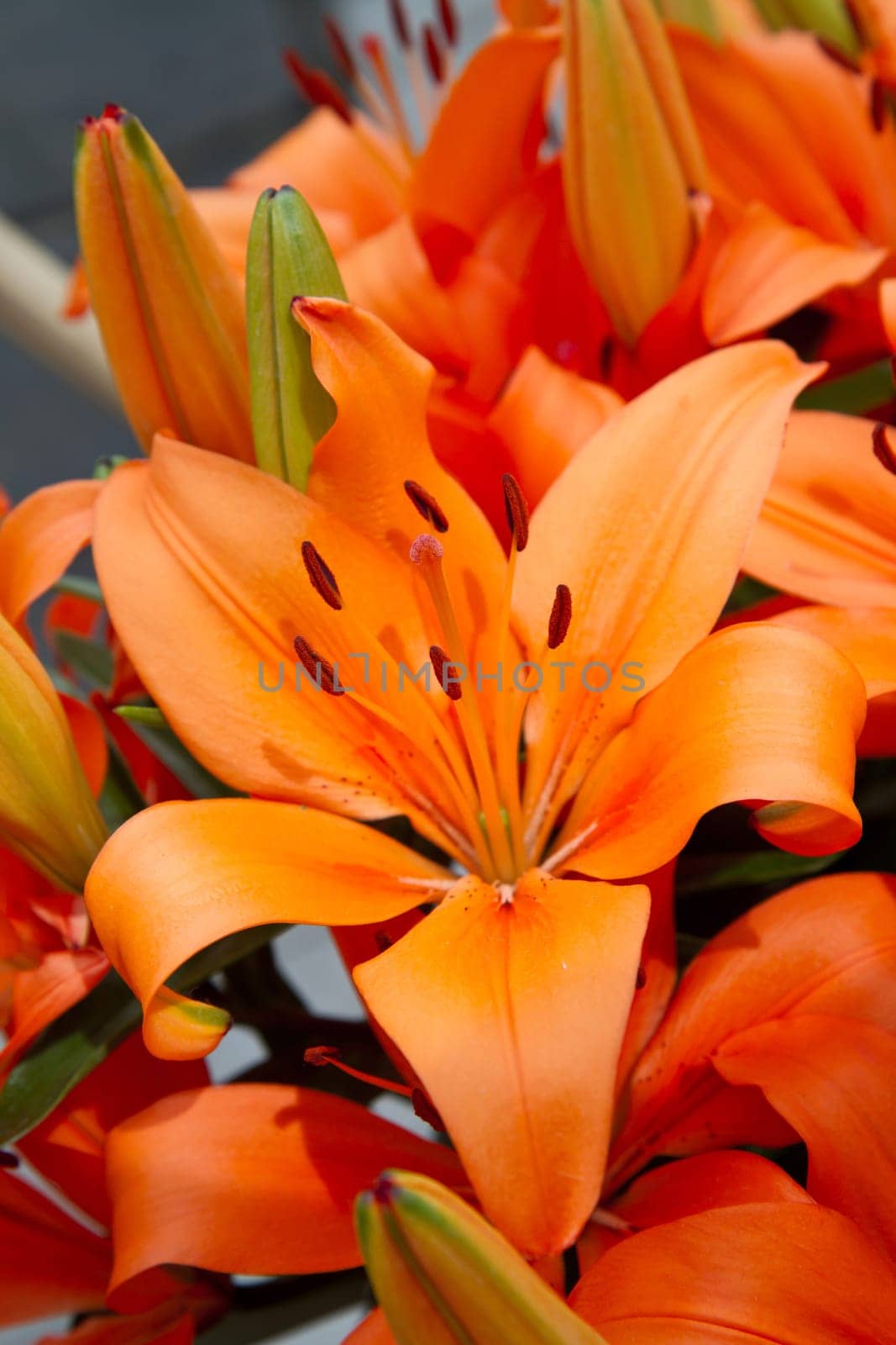 Bouquet of fresh colored lilies