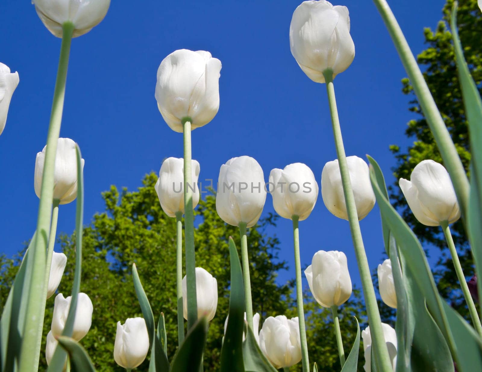 a group of colored tulip in holland
